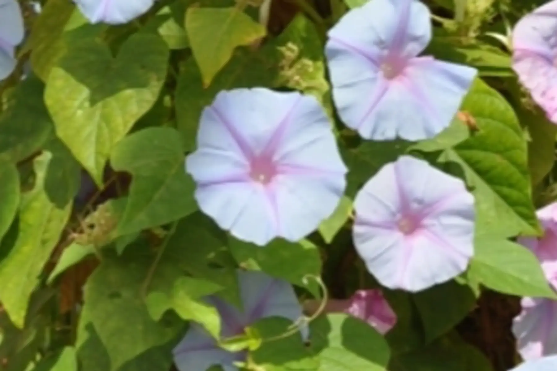 Ipomée vivace Edith piaf