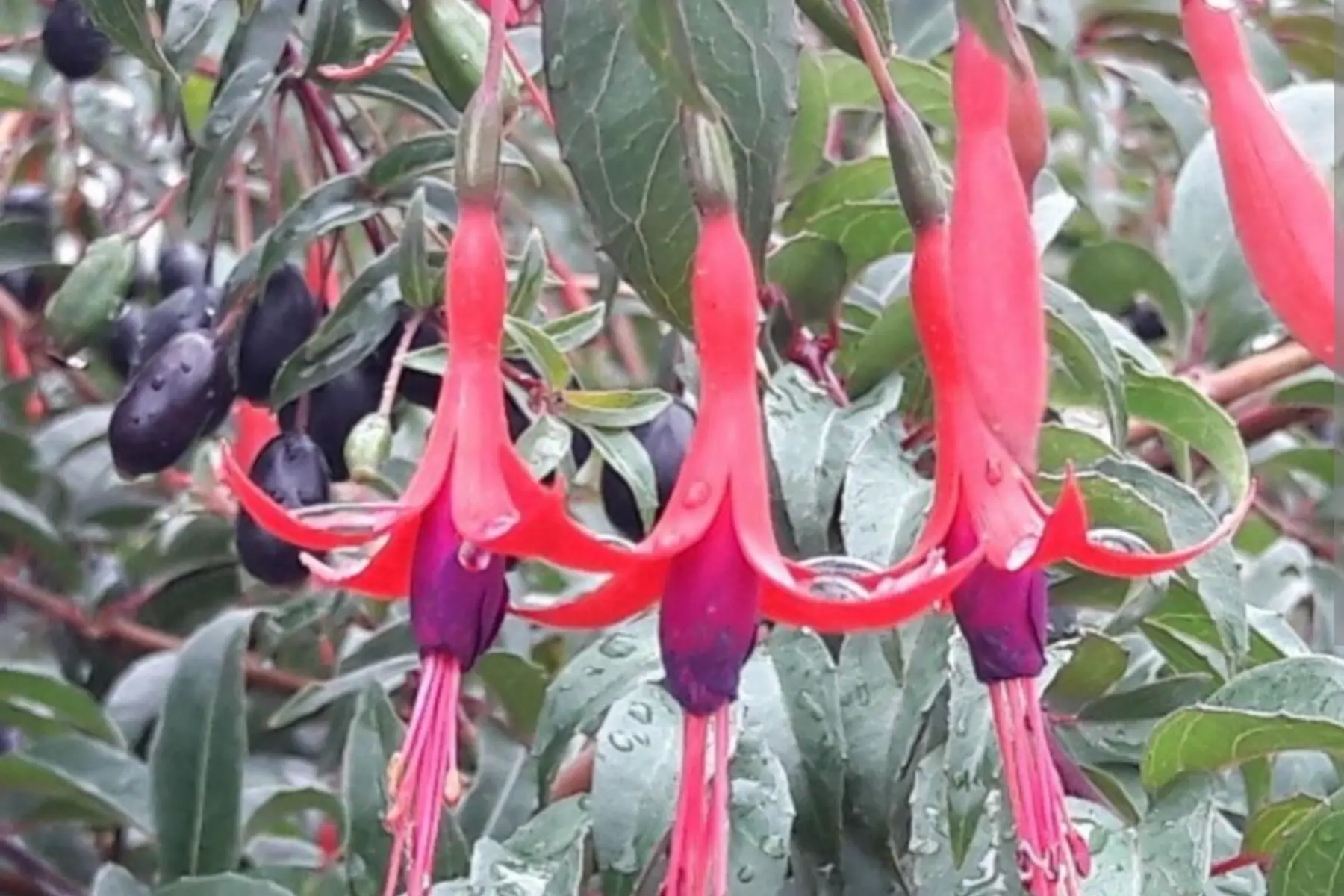 Fuchsia regia reitzii