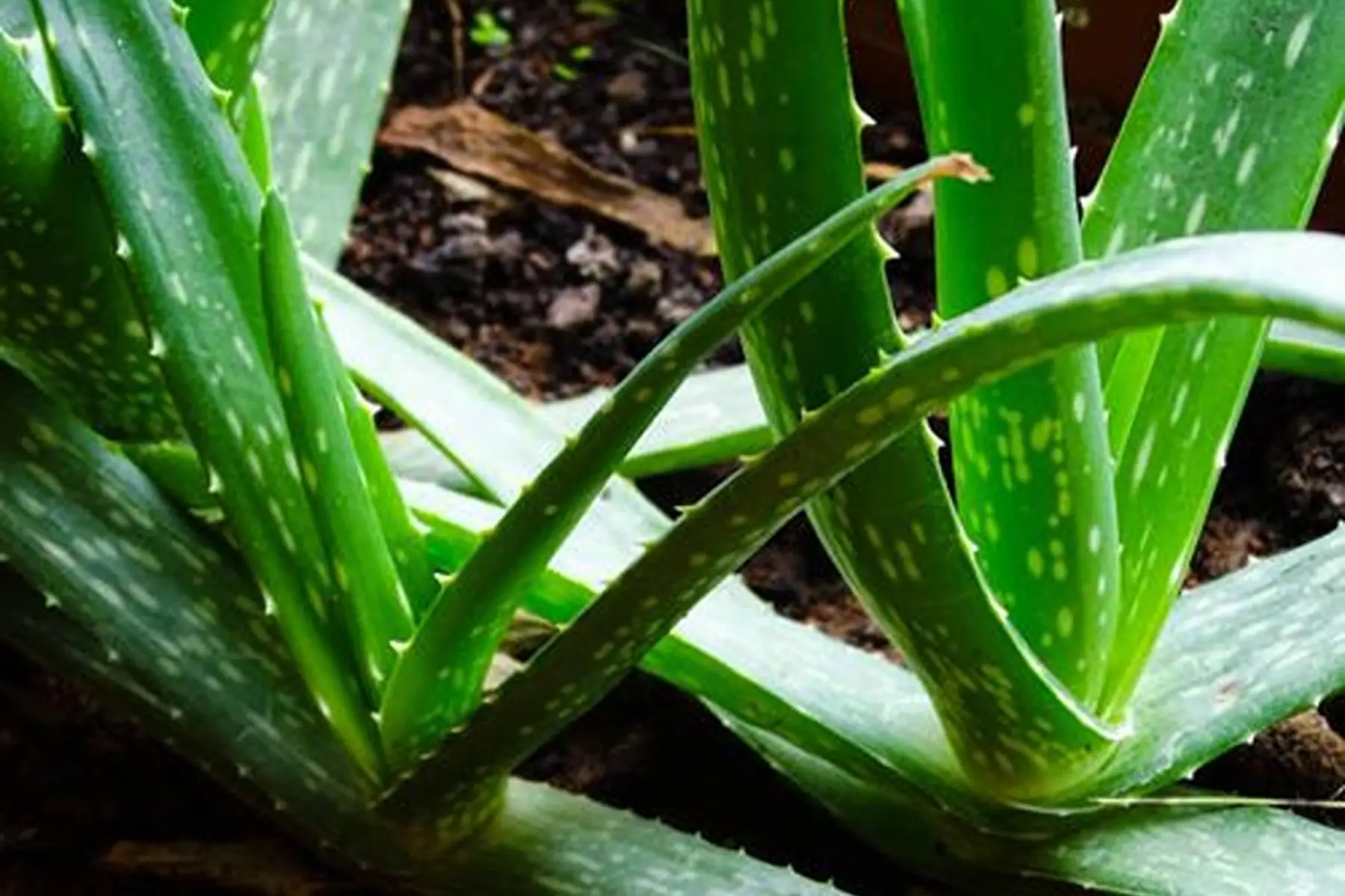 Aloe vera