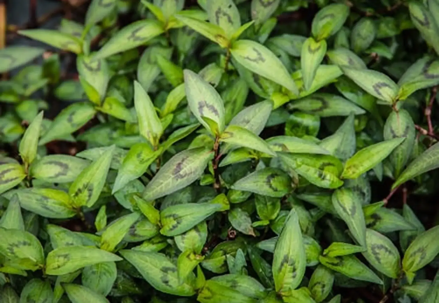 coriandre vietnamienne