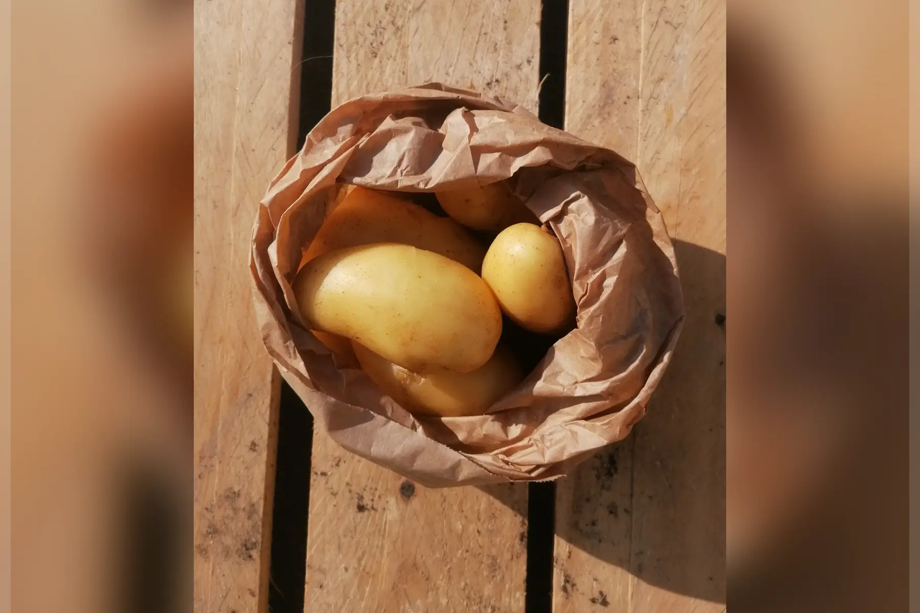 Pomme de terre nouvelle