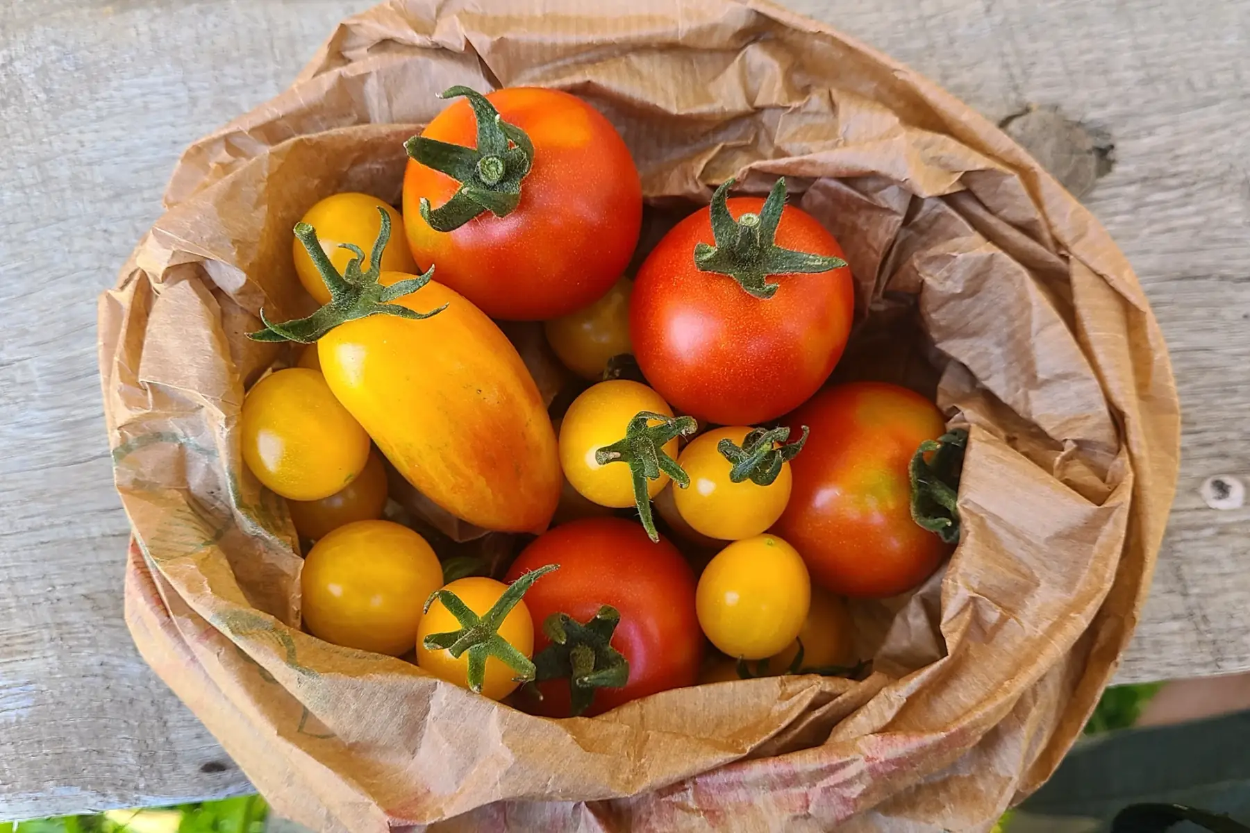 tomate cerise et cocktail