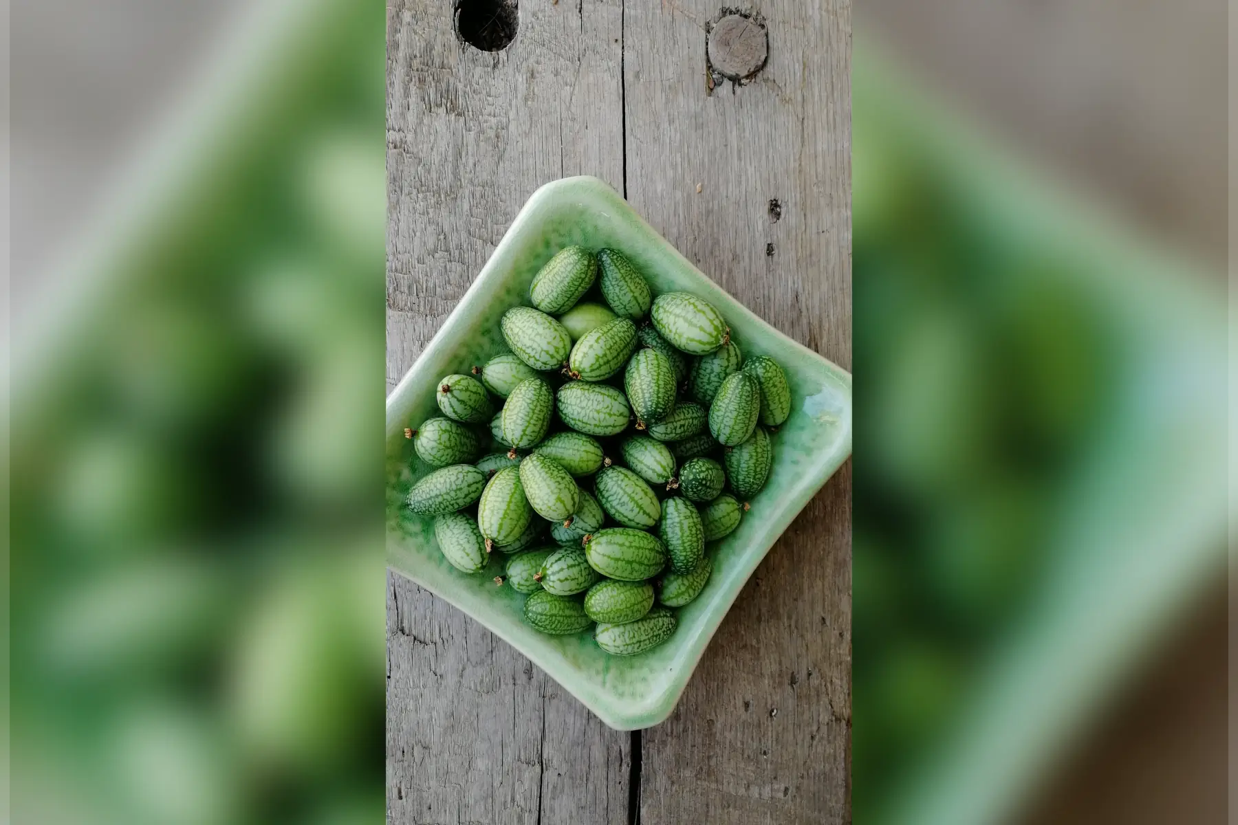 Mini concombre zehneria