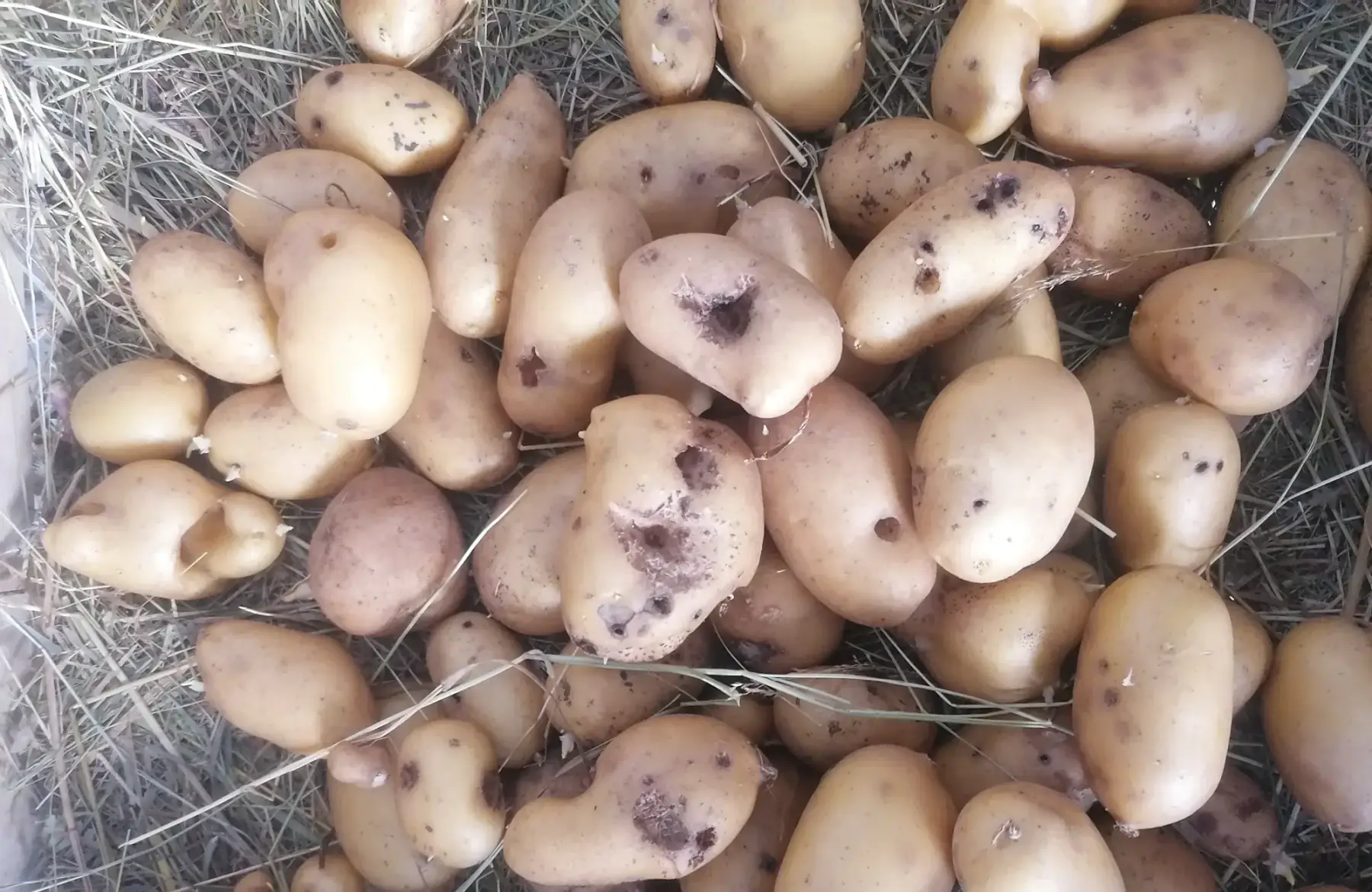 Pomme de terre "déclassée "