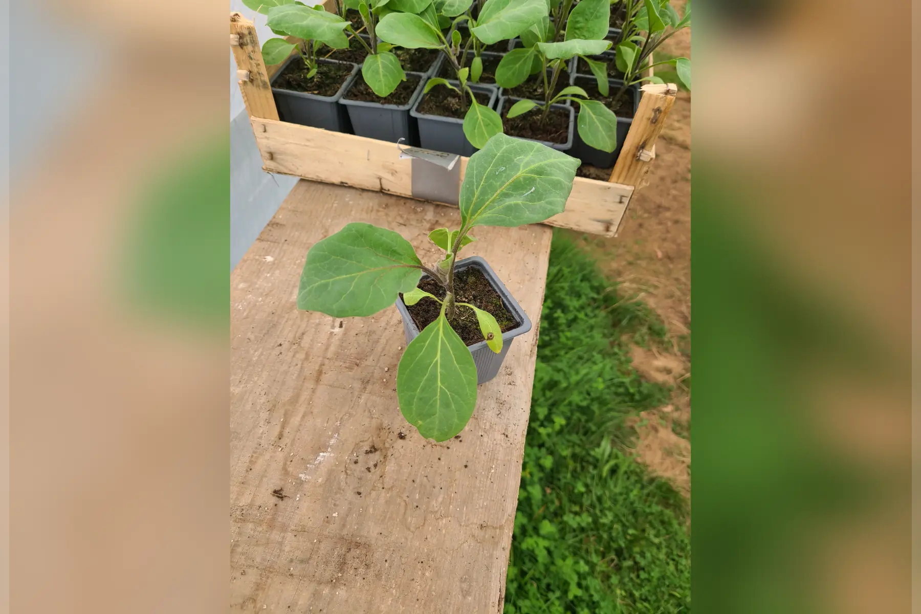Plants aubergines