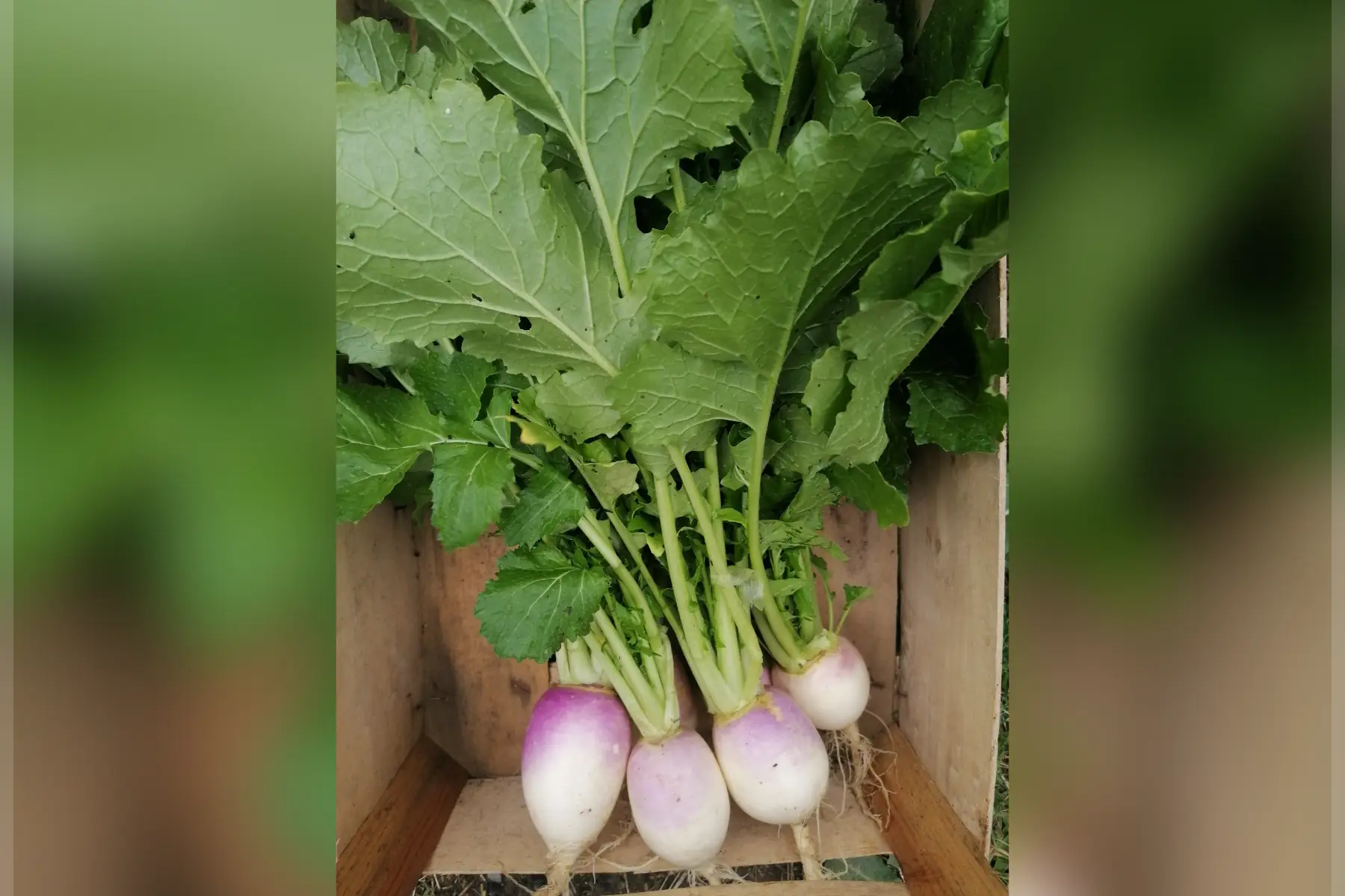 Navet blanc à collet violet