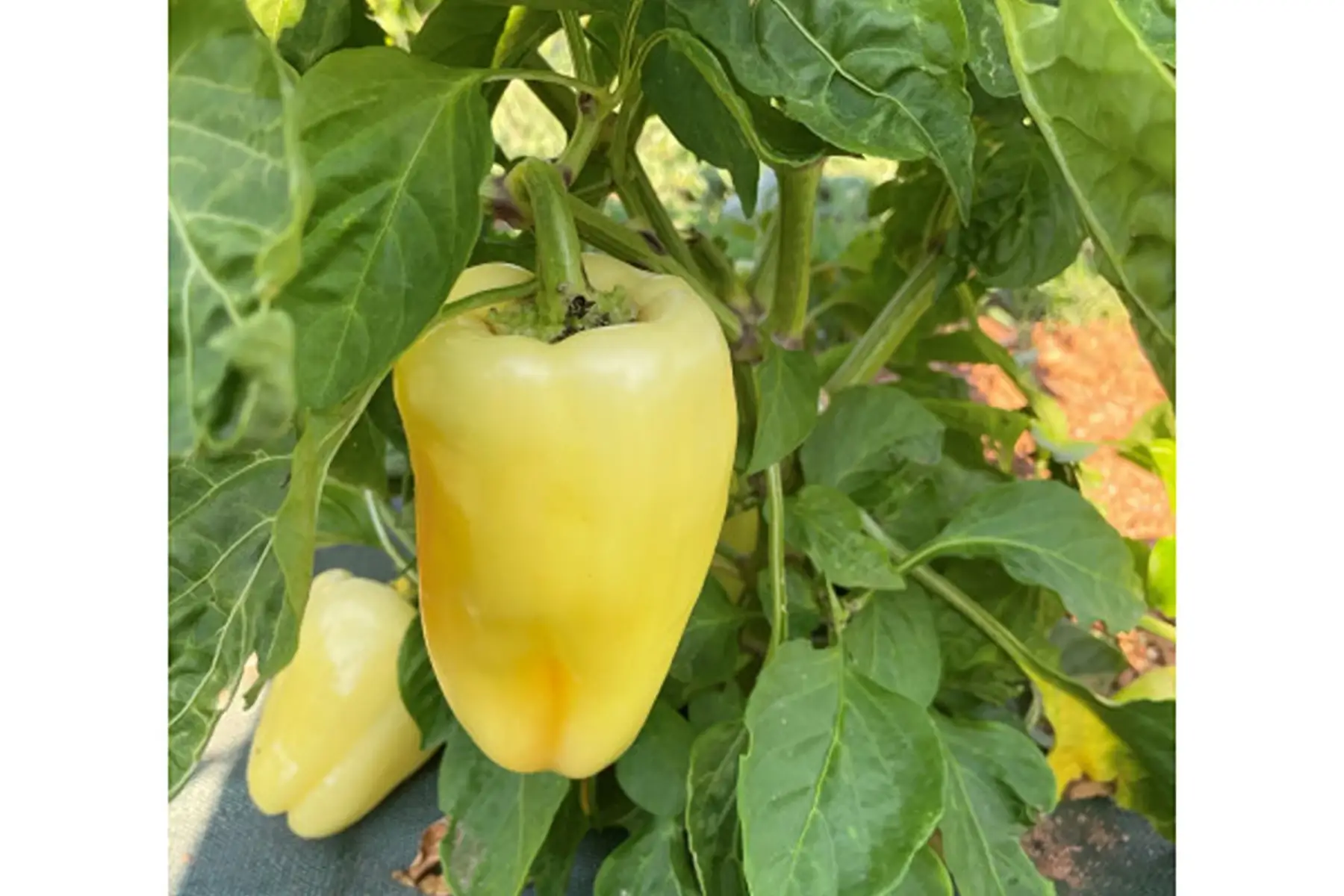 poivron de couleur blanche