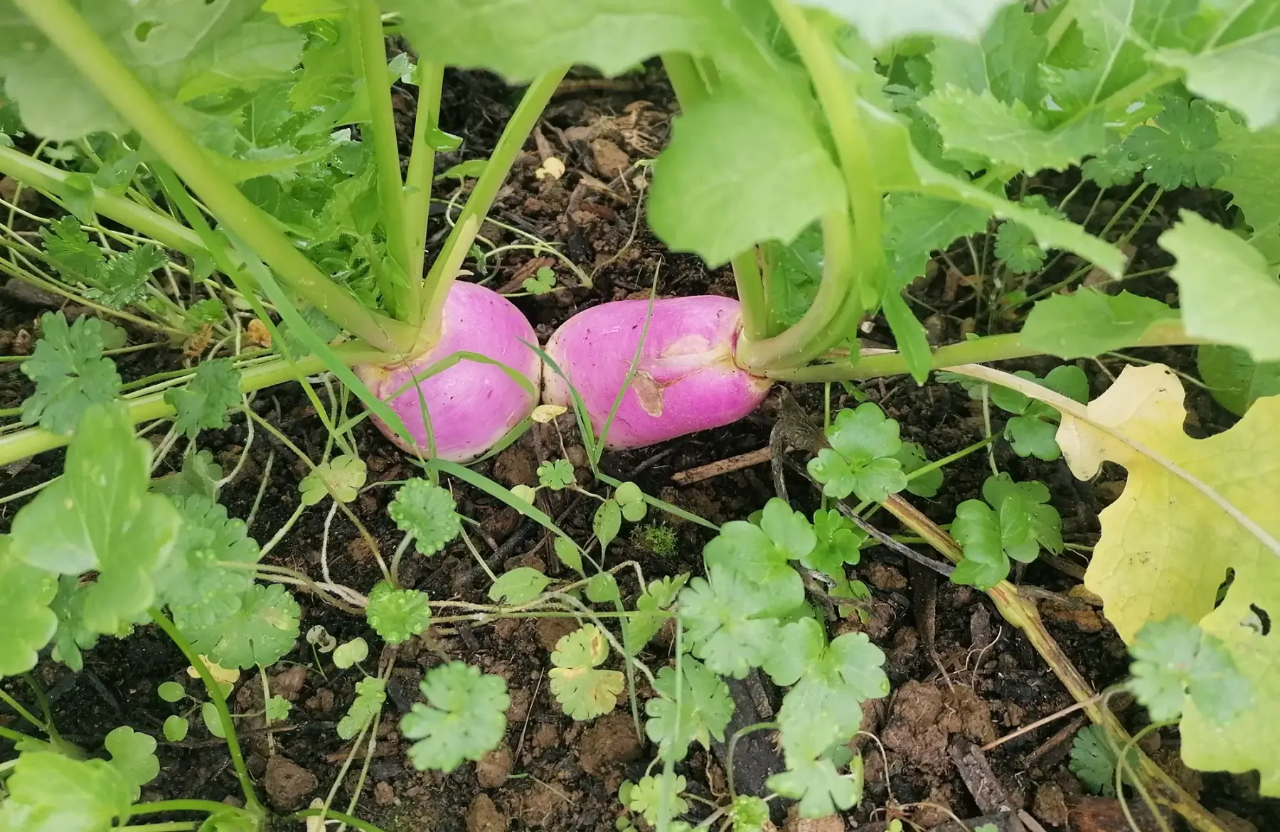 Navet blanc à collet violet