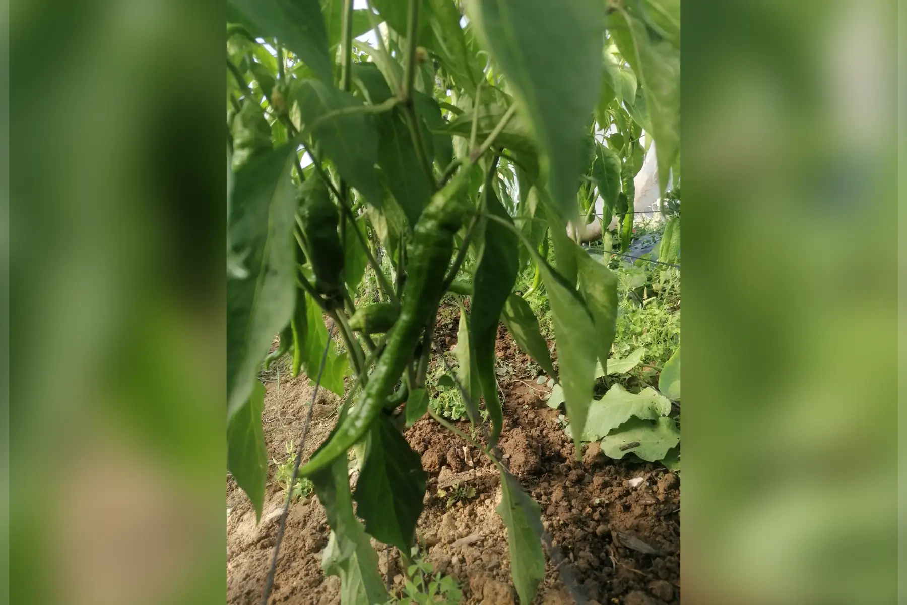 Poivron doux long des landes