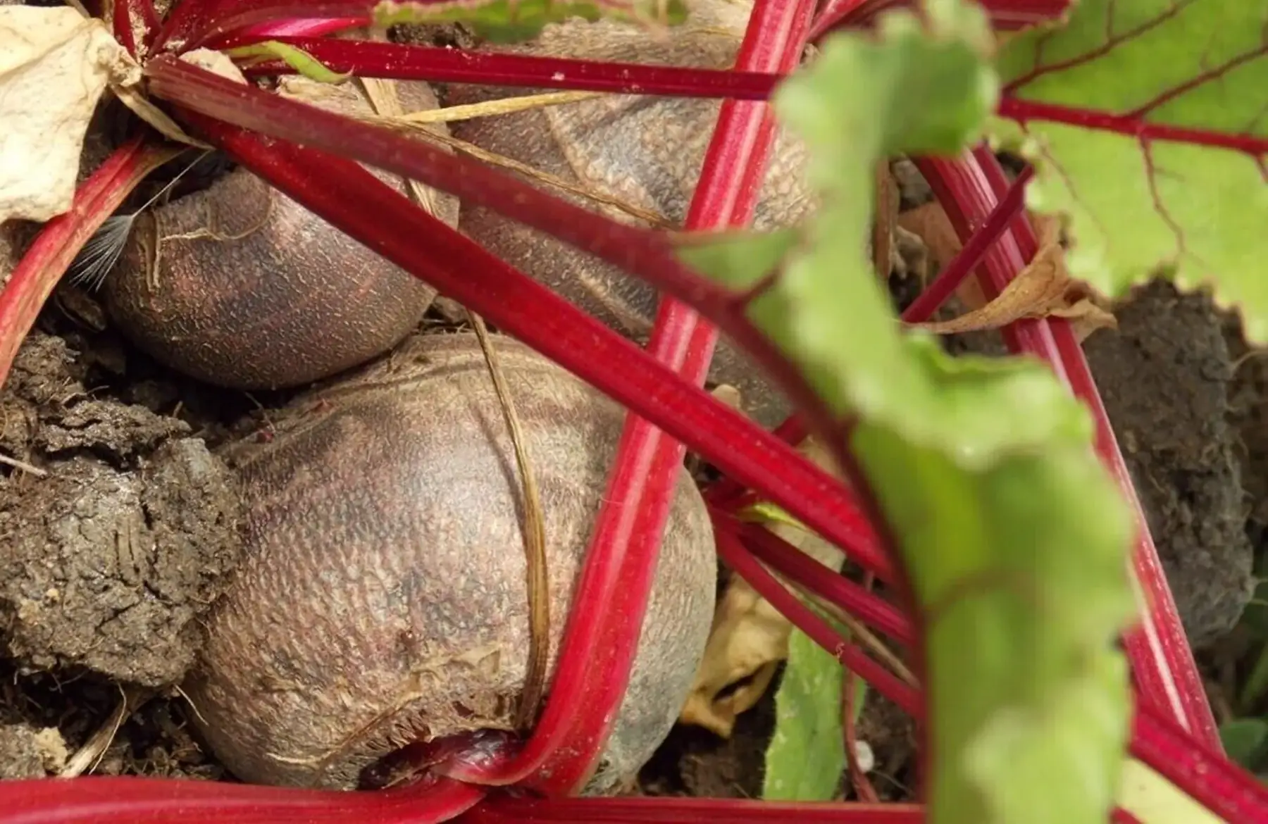 betteraves rouge vrac