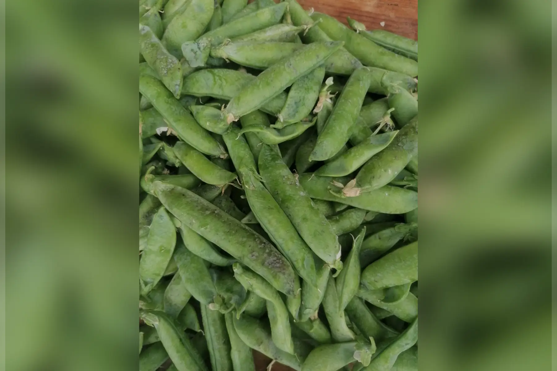 Petit pois déclassé