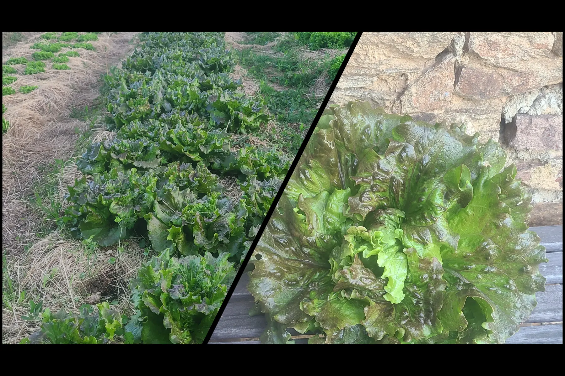 laitue batavia brune