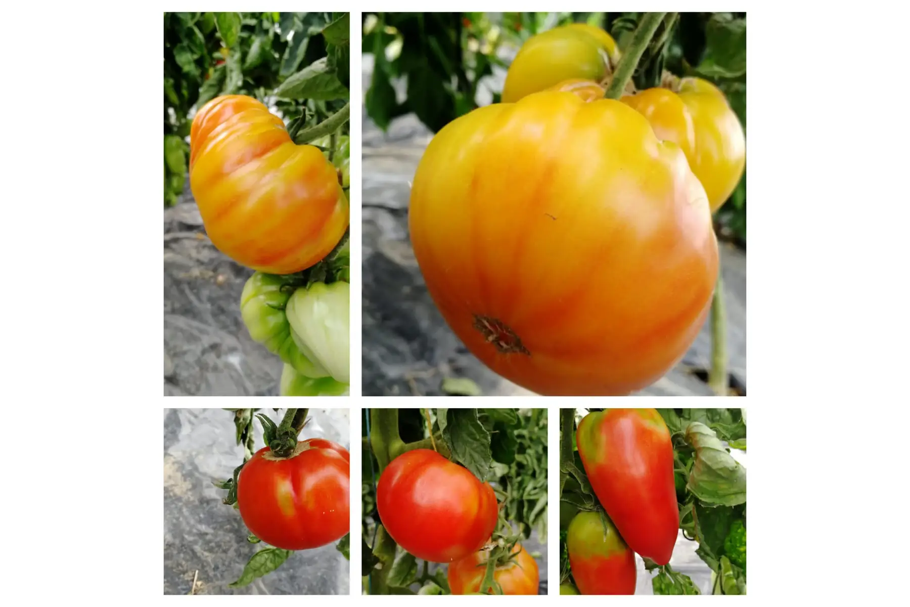 Tomates (mélange de variétés )