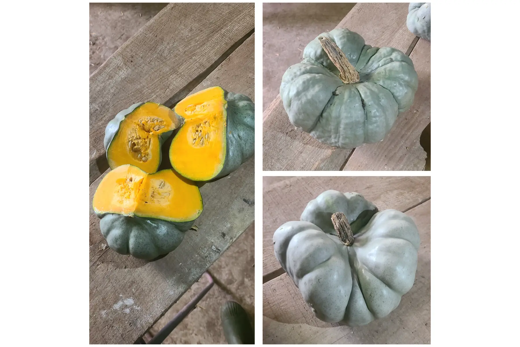 Courge tristar (portion)