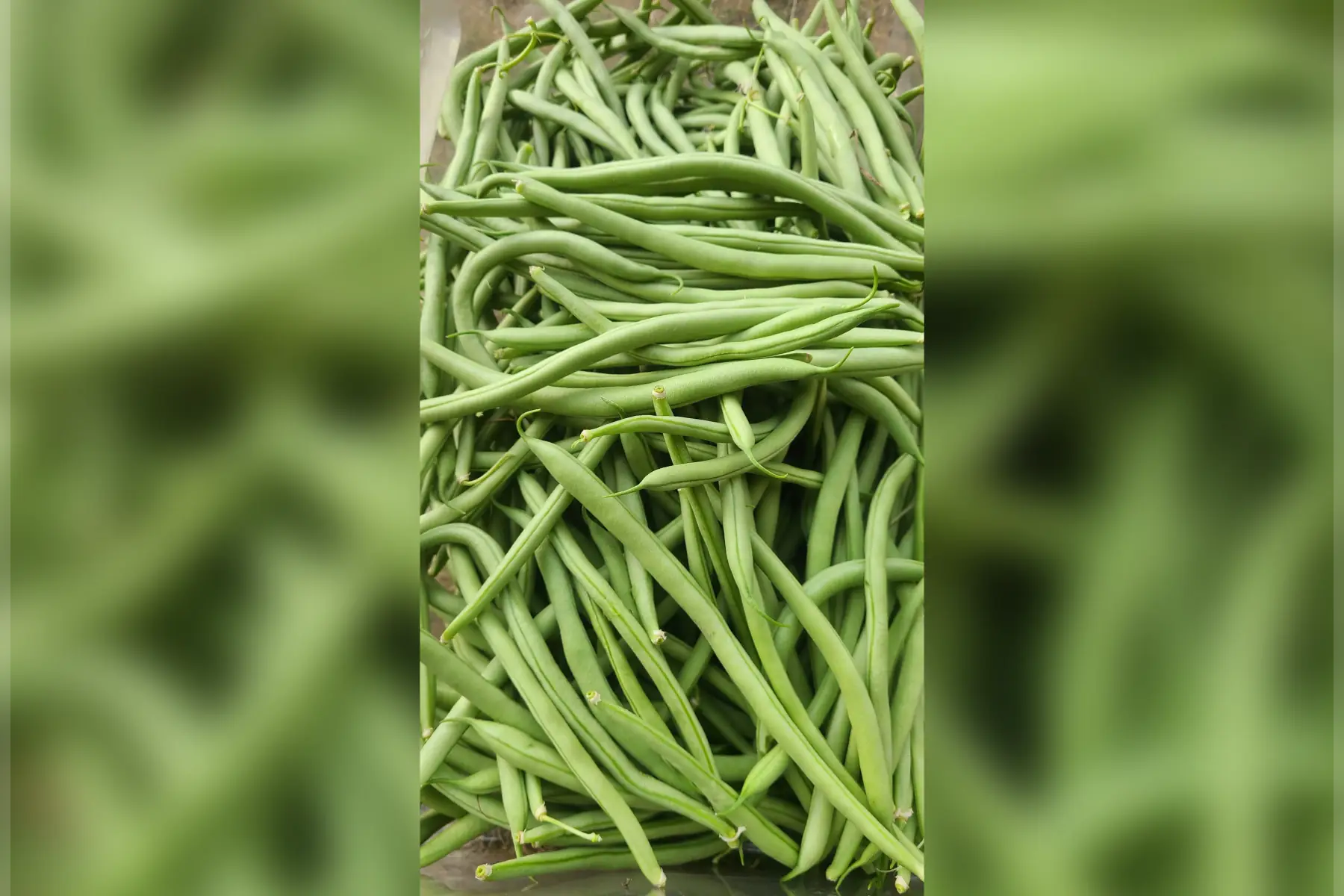 haricot vert gros calibre