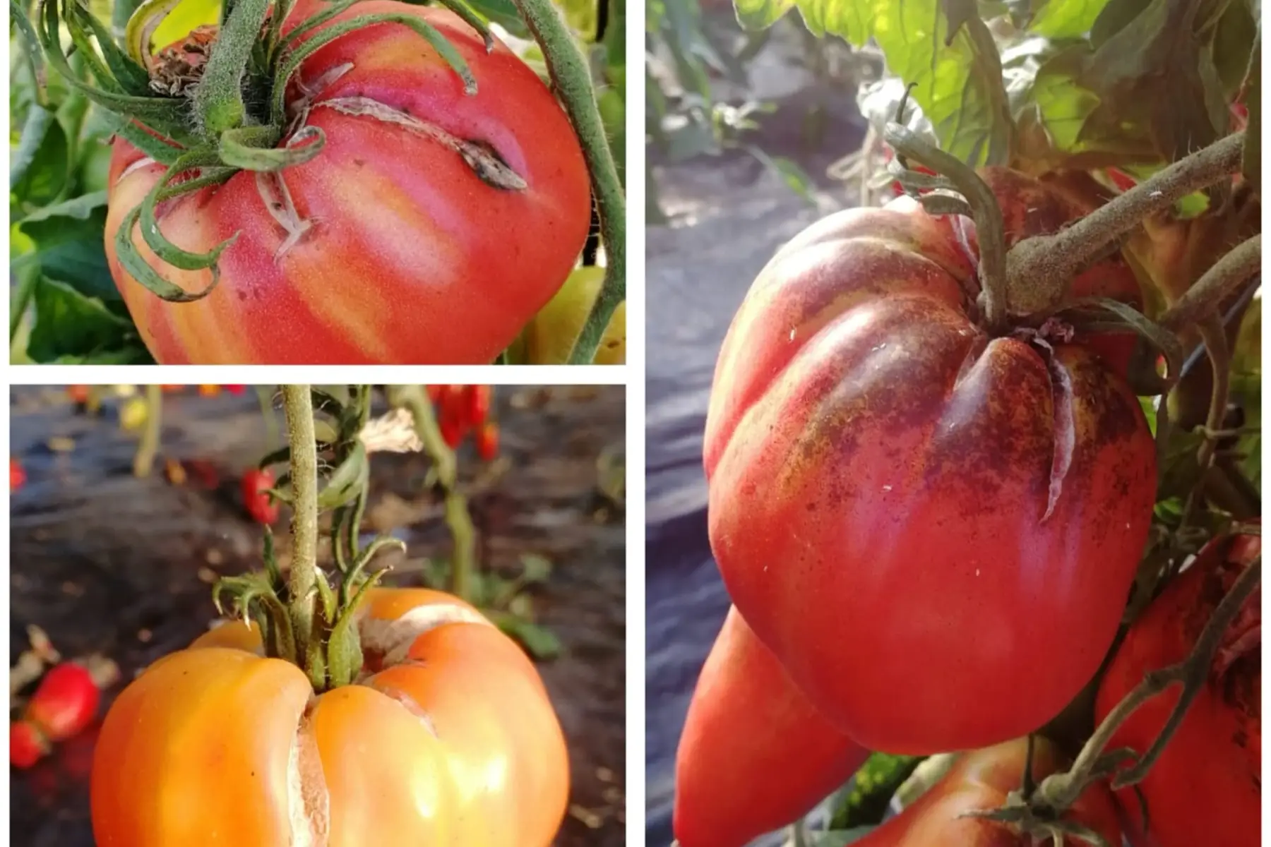 Tomates anciennes extra mûres/fendues/abimées
