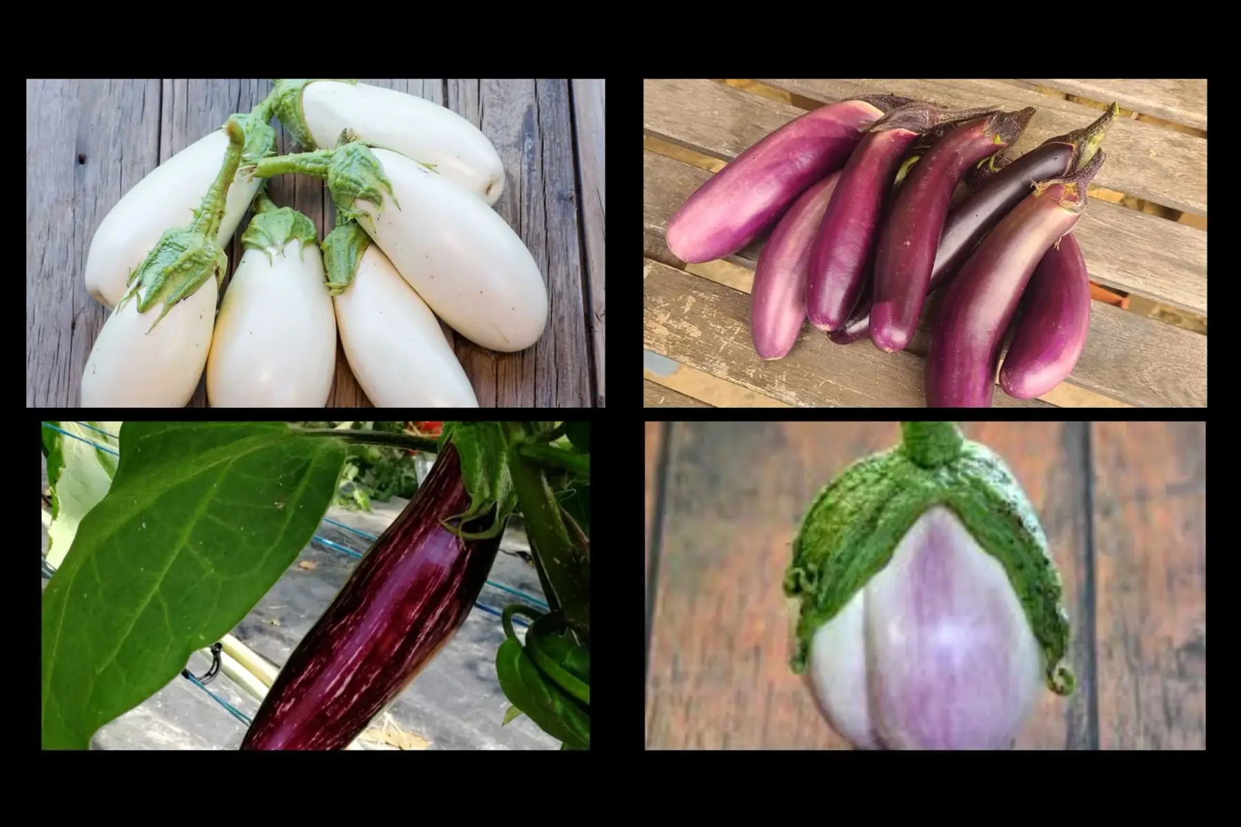 Aubergine variétés anciennes