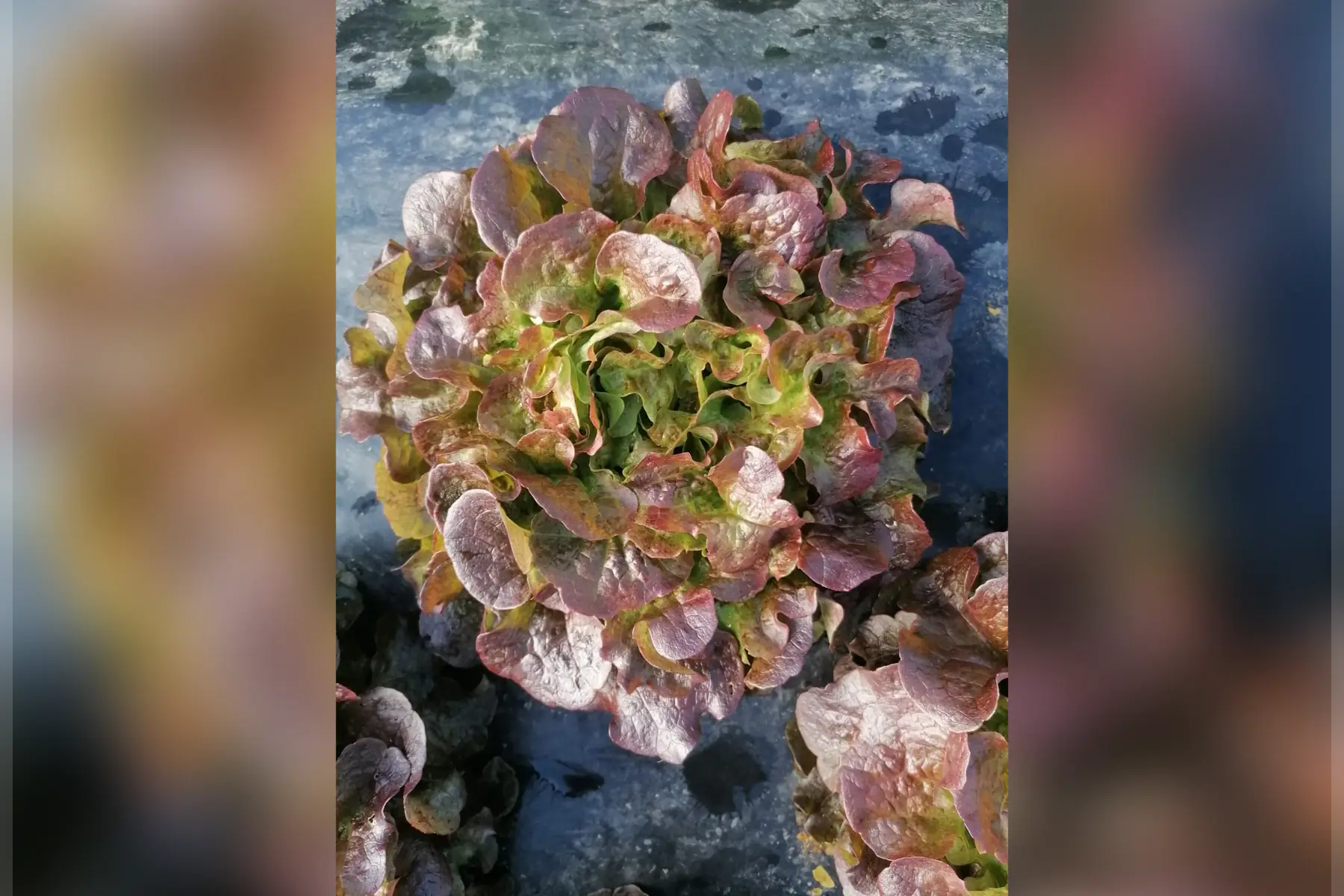 Laitue feuille de chêne rouge