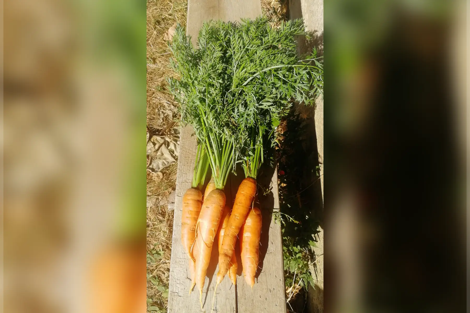 Carotte botte