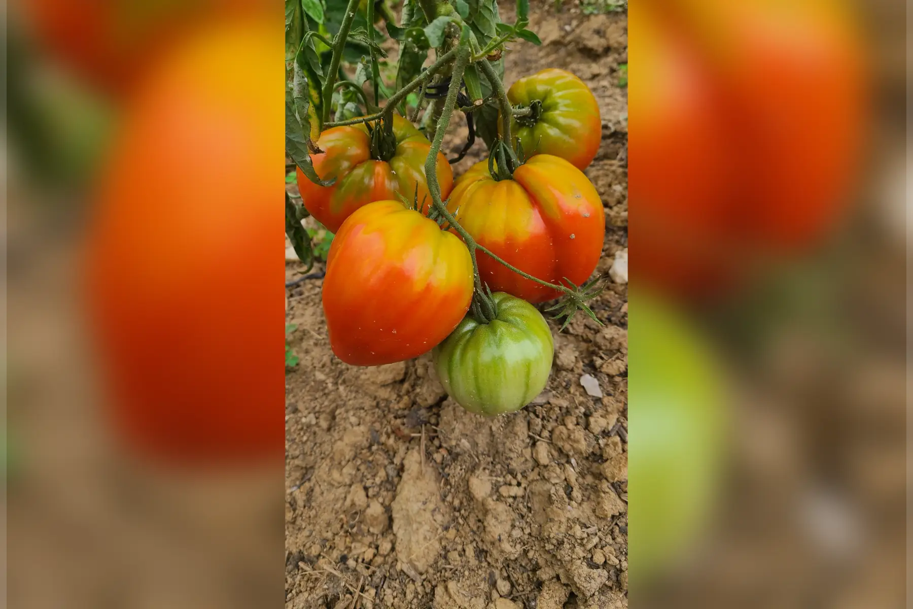 Tomate cœur de boeuf