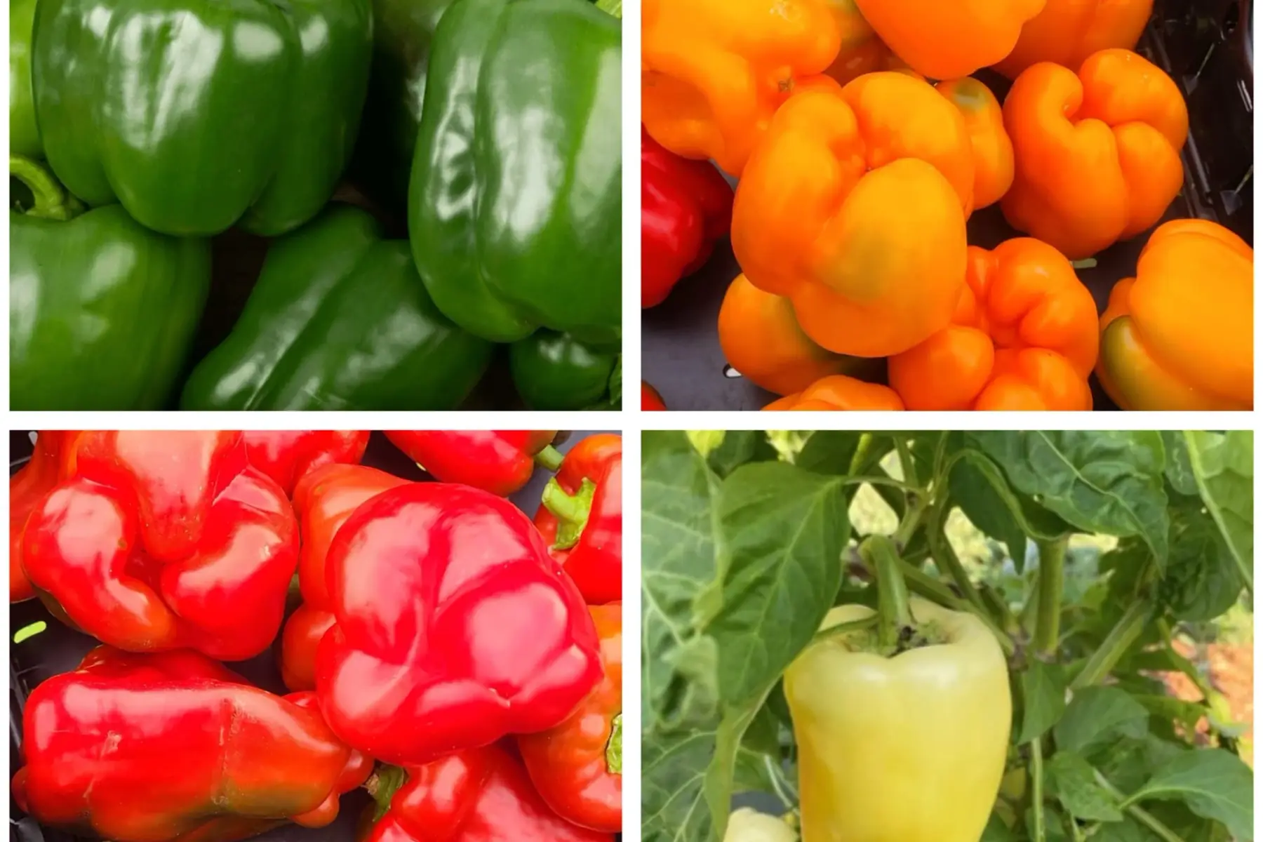 Poivron couleur