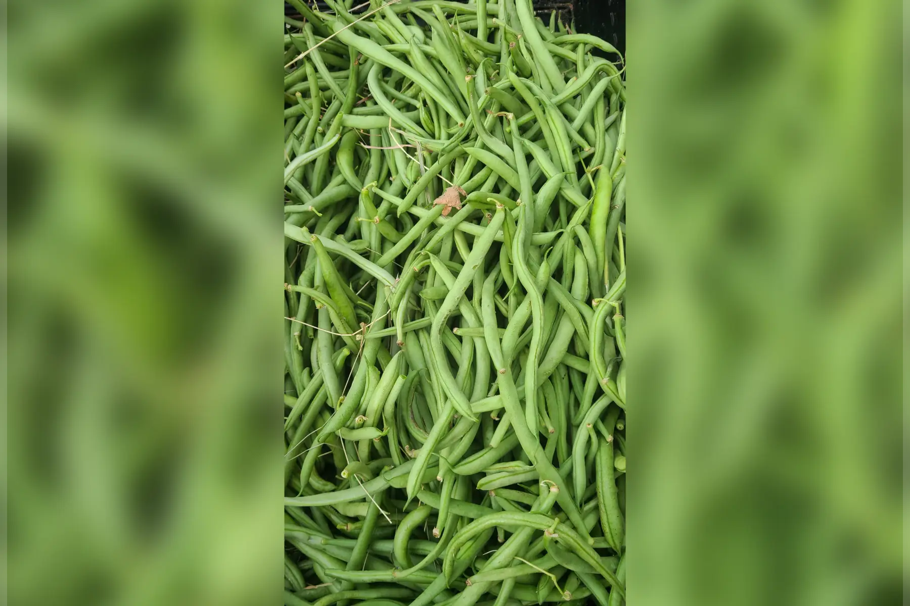 Haricot vert "déclassé"
