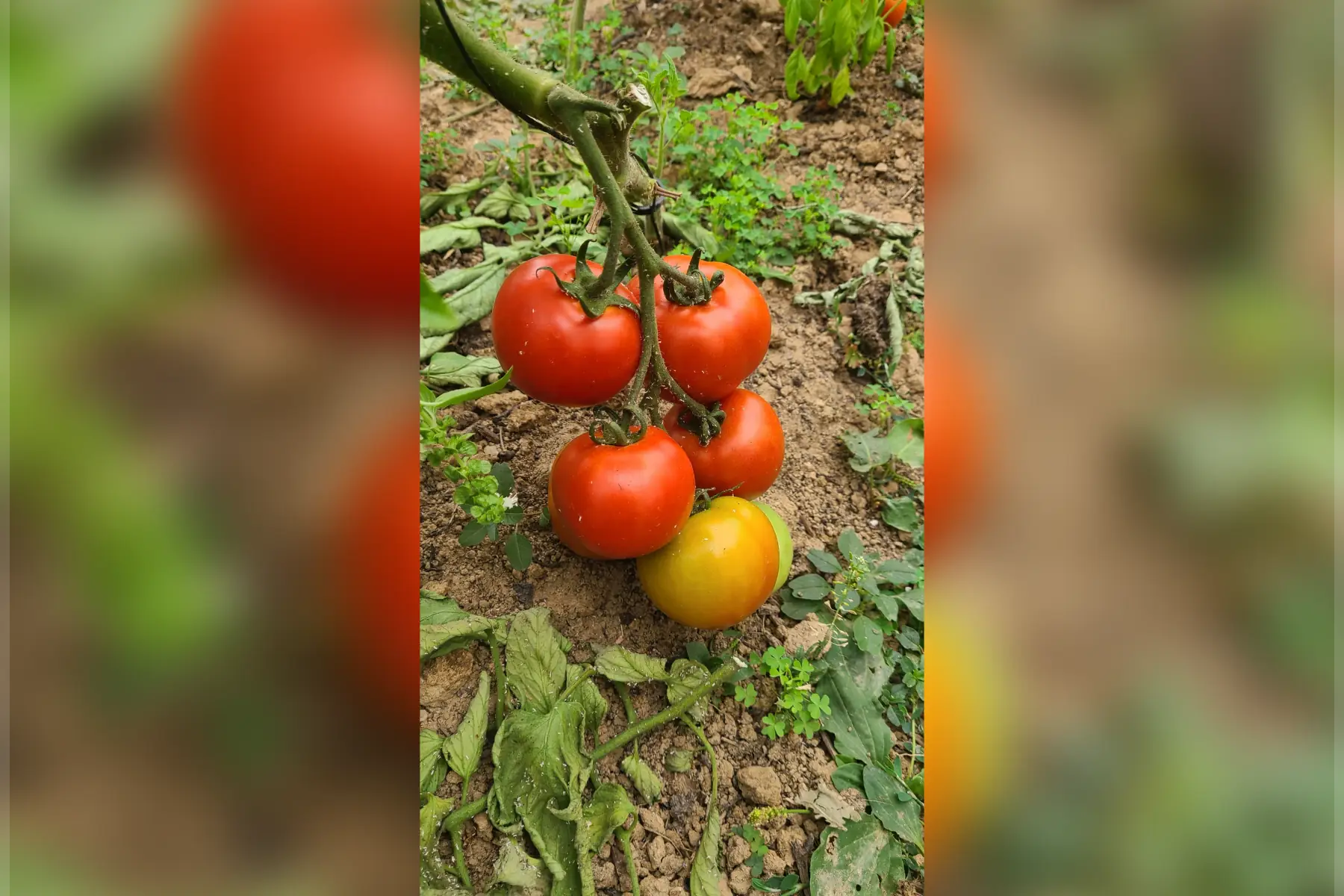 Tomate ronde Estival