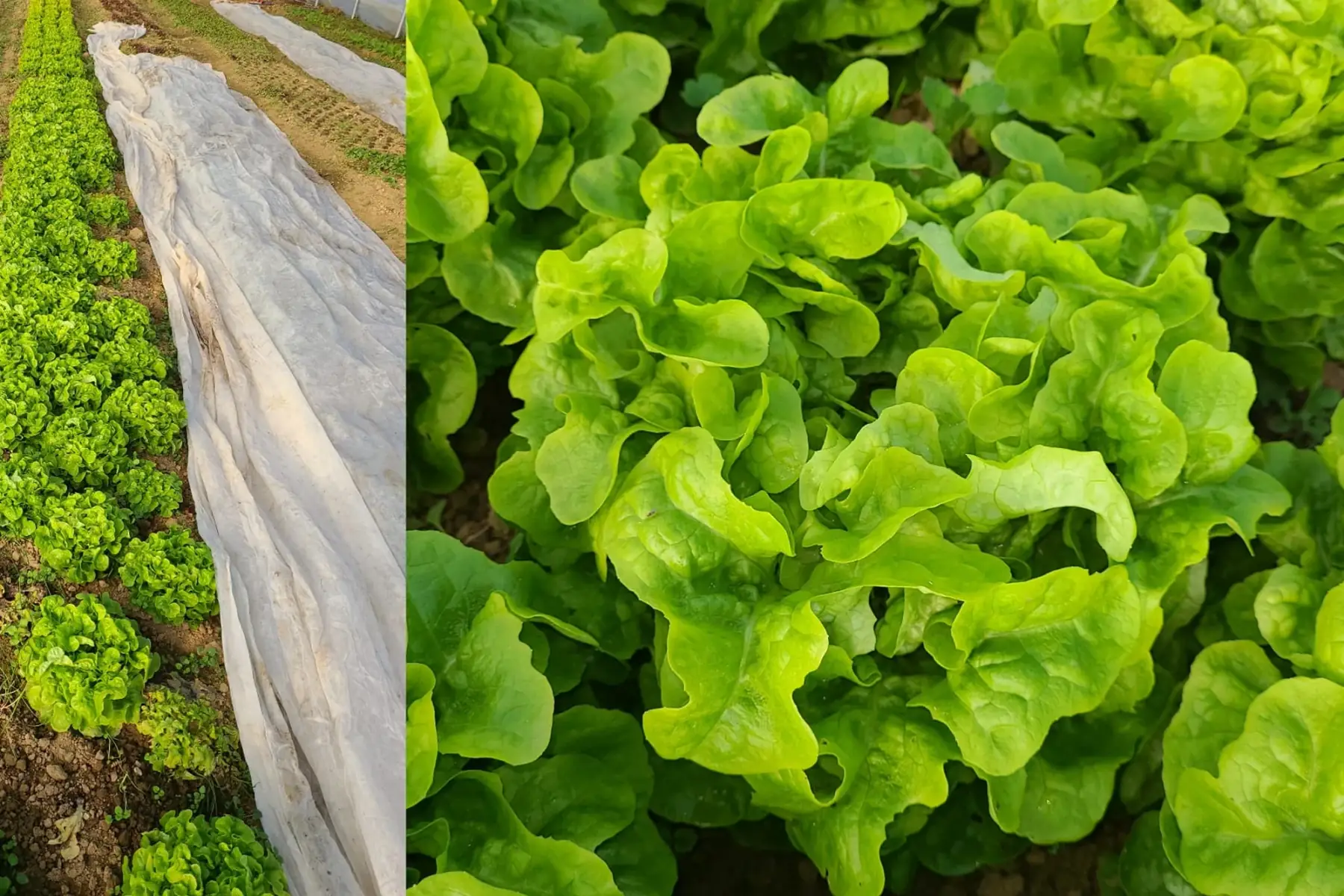 Laitue feuille de chêne blonde