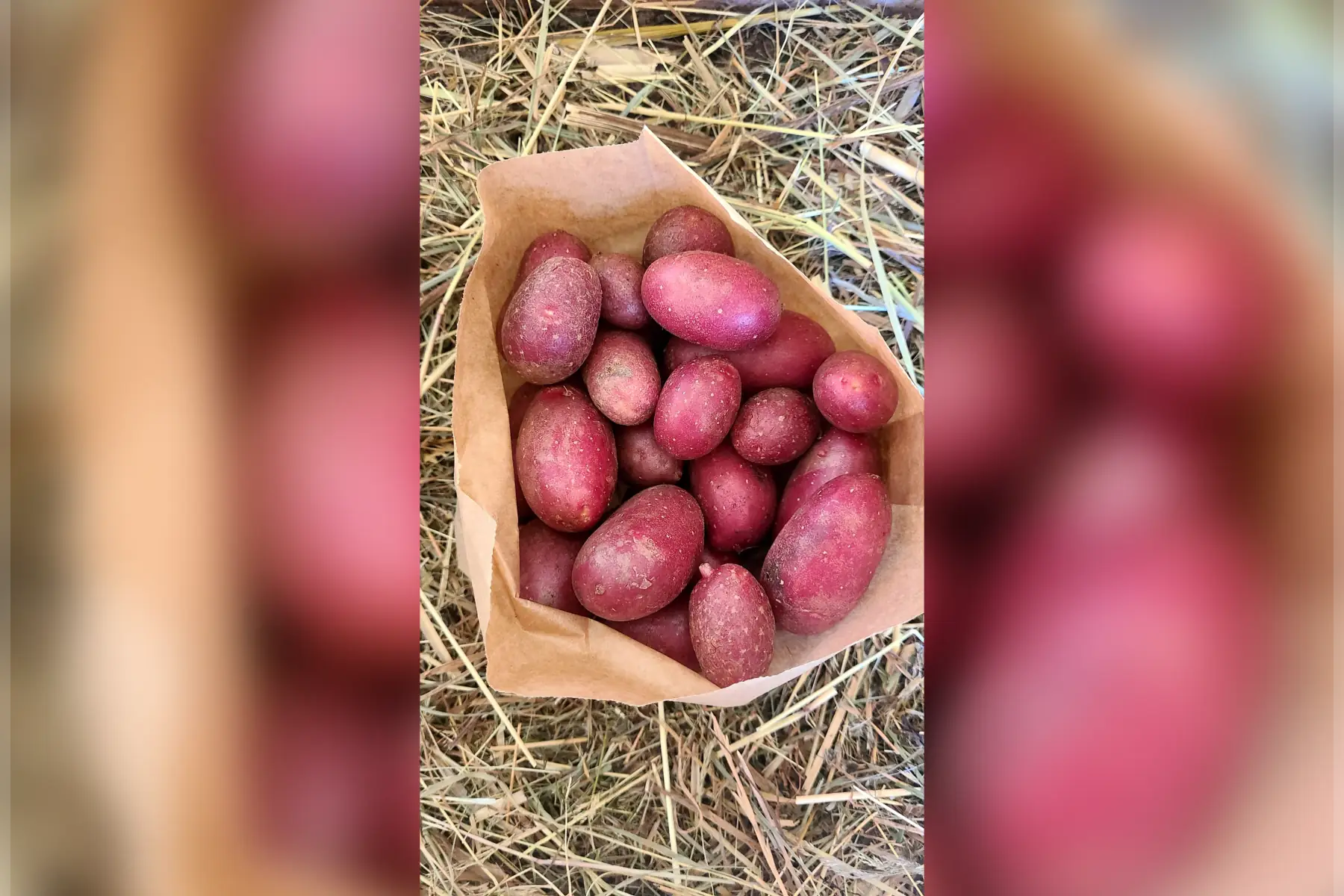 Pomme de terre type "grenaille" (rouge)