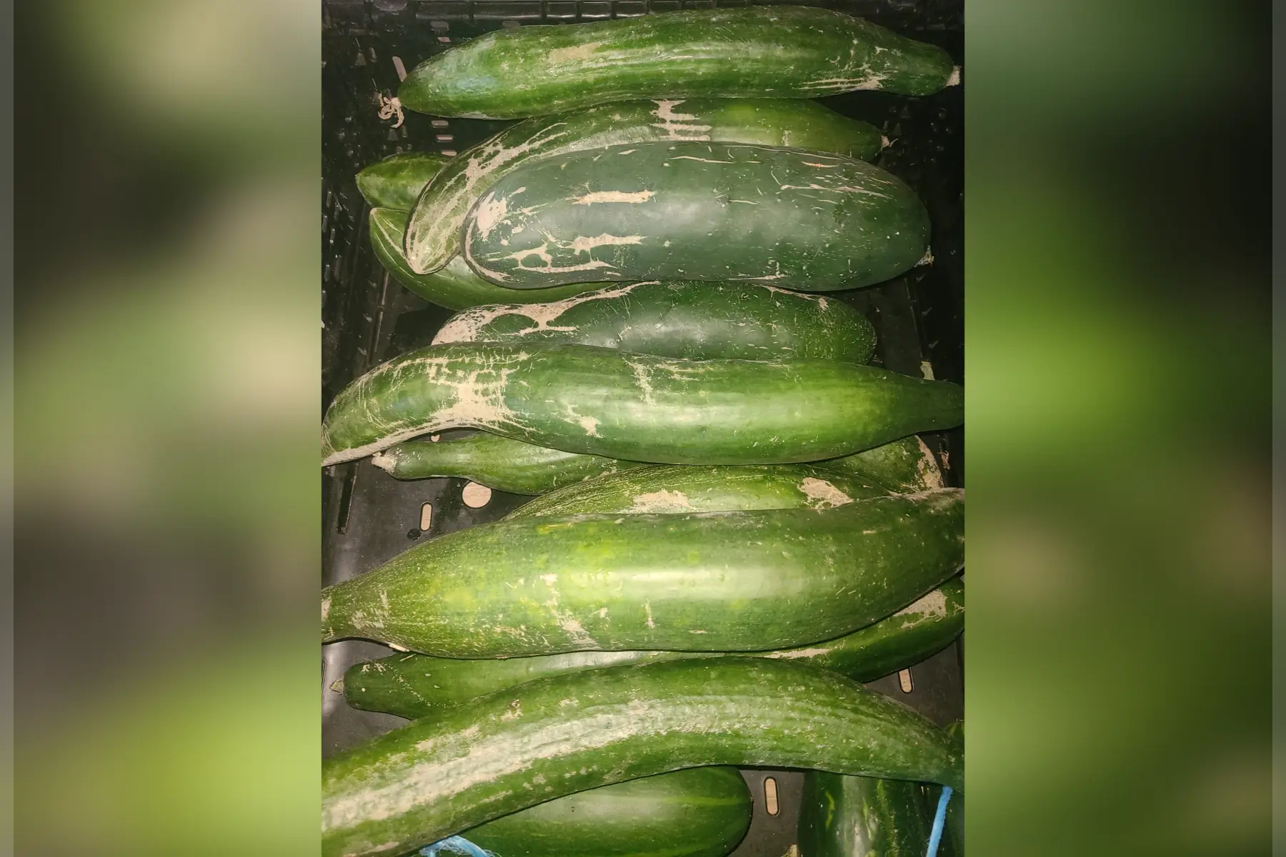 Concombre moche mais bon !( fin de culture)