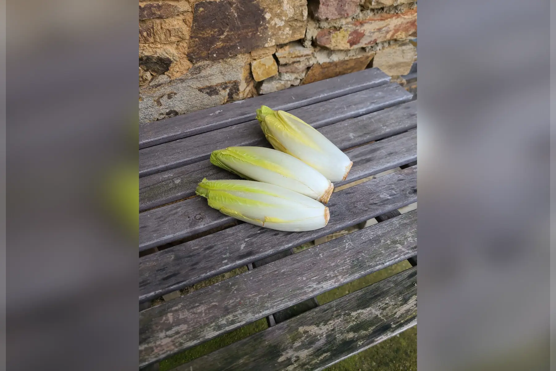 Endives (de terre)