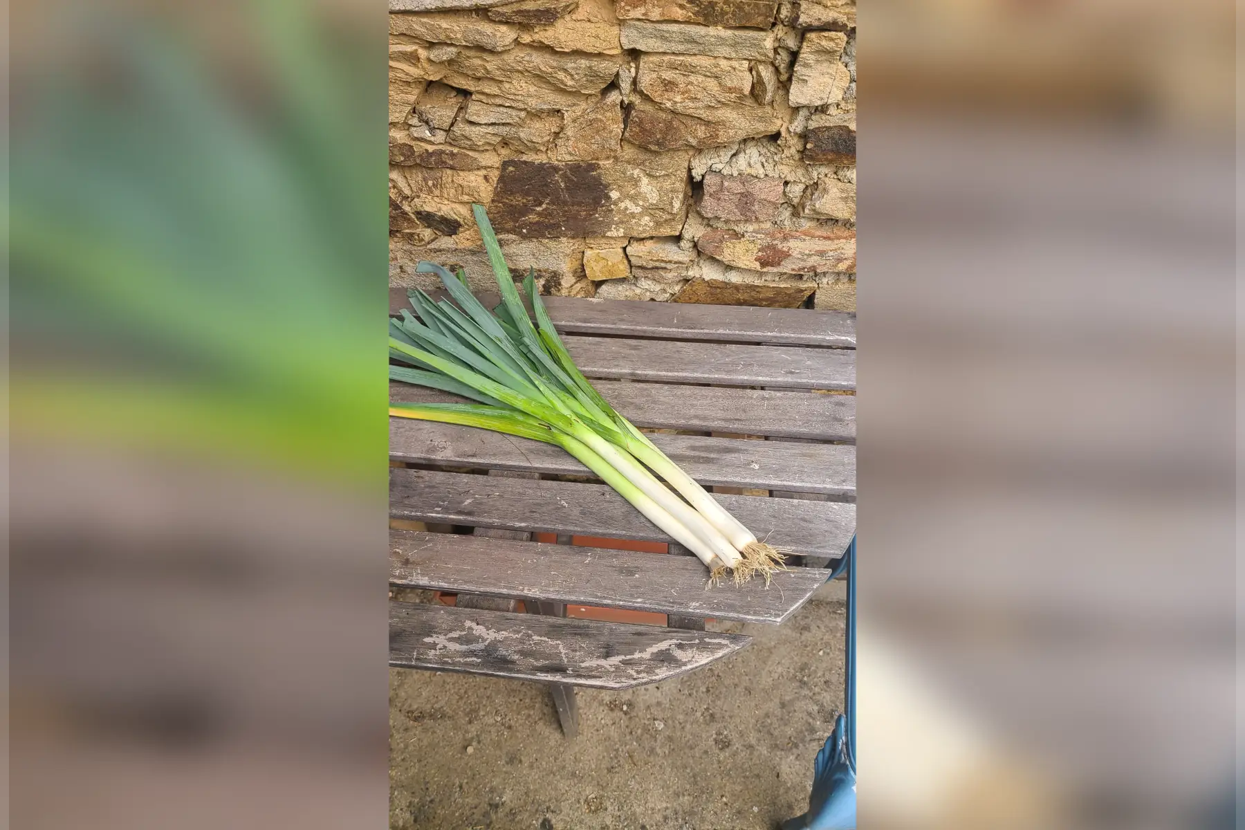 Poireaux fin d'été