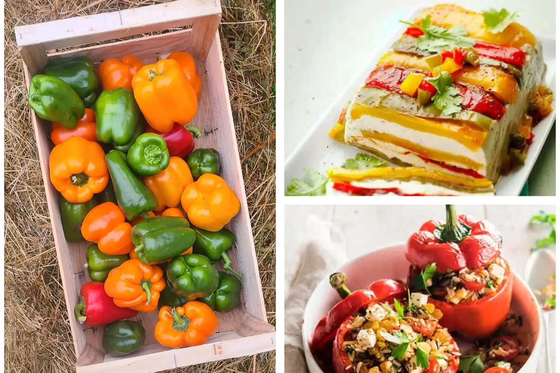 Plateau 4kg poivrons à cuisiner