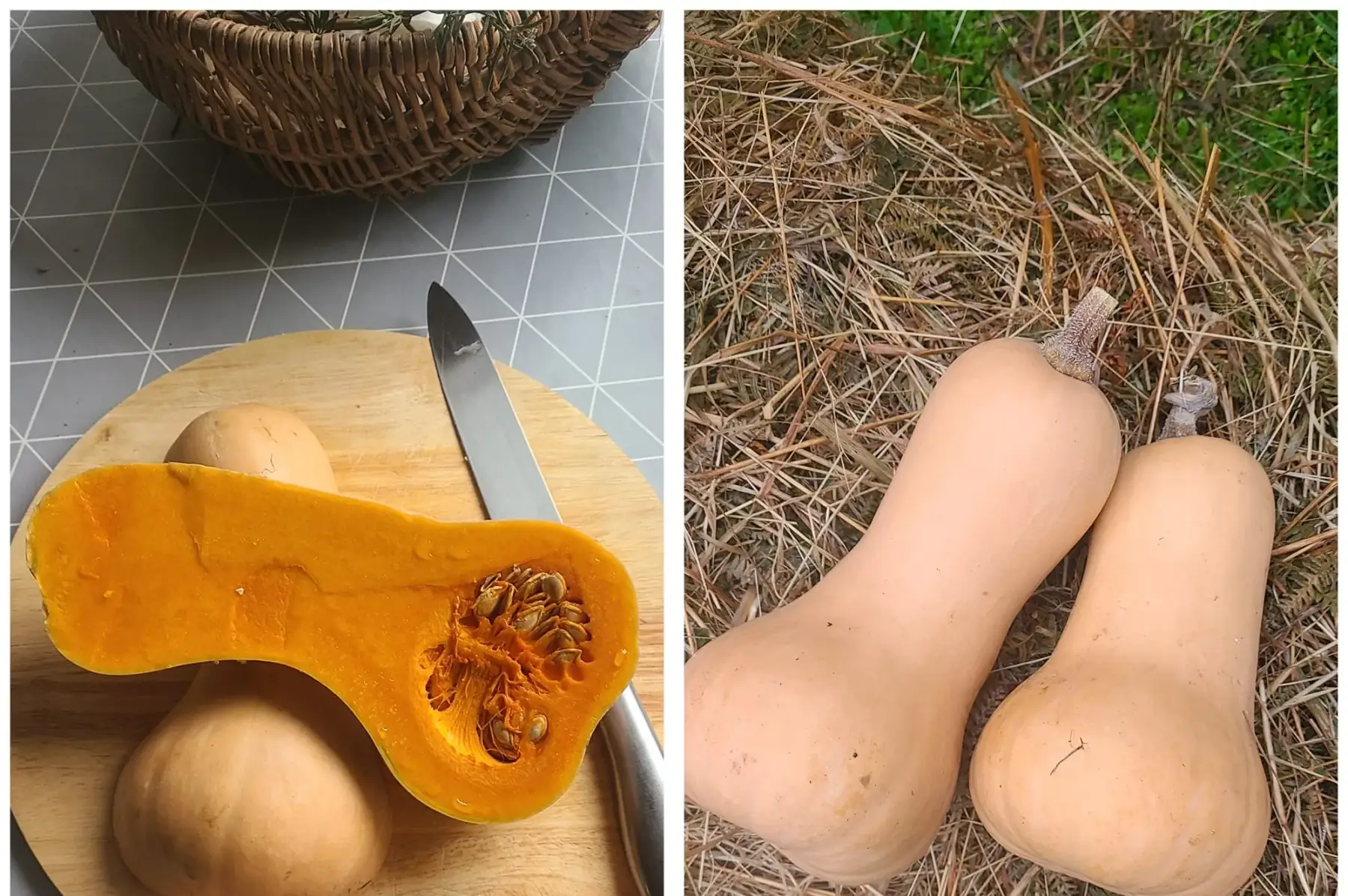 Courge Butternut
