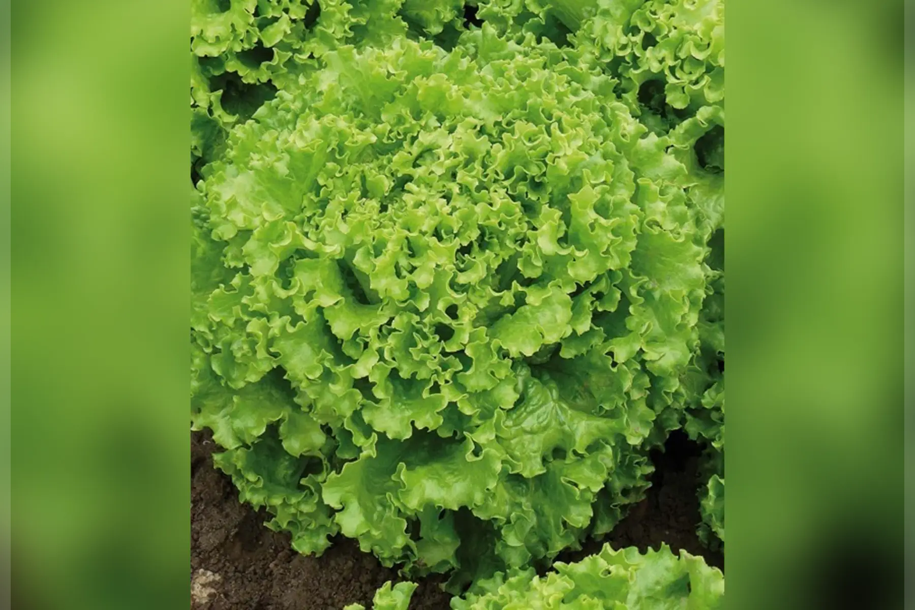 laitue batavia blonde