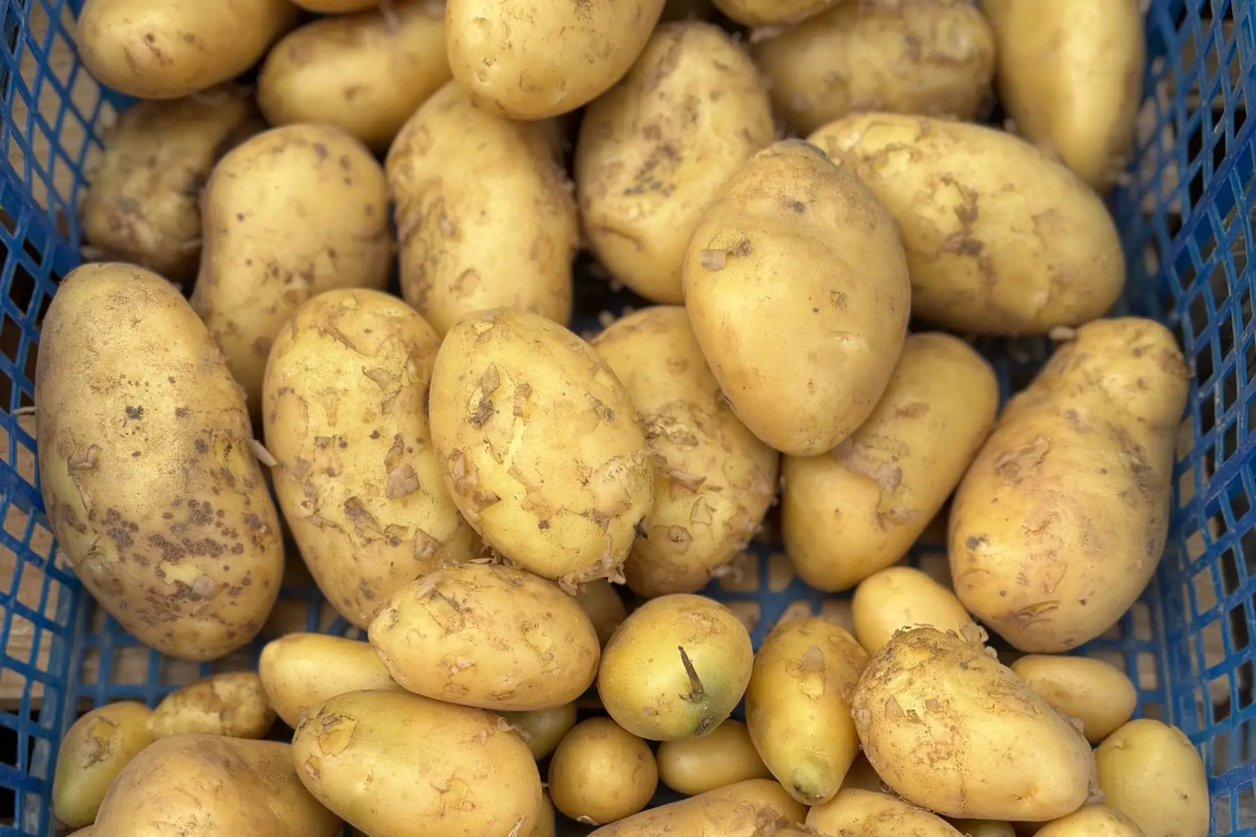 Pommes de terre Bintje