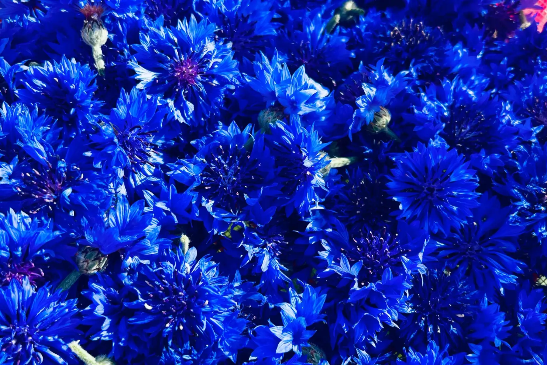 Fleur de Bleuet