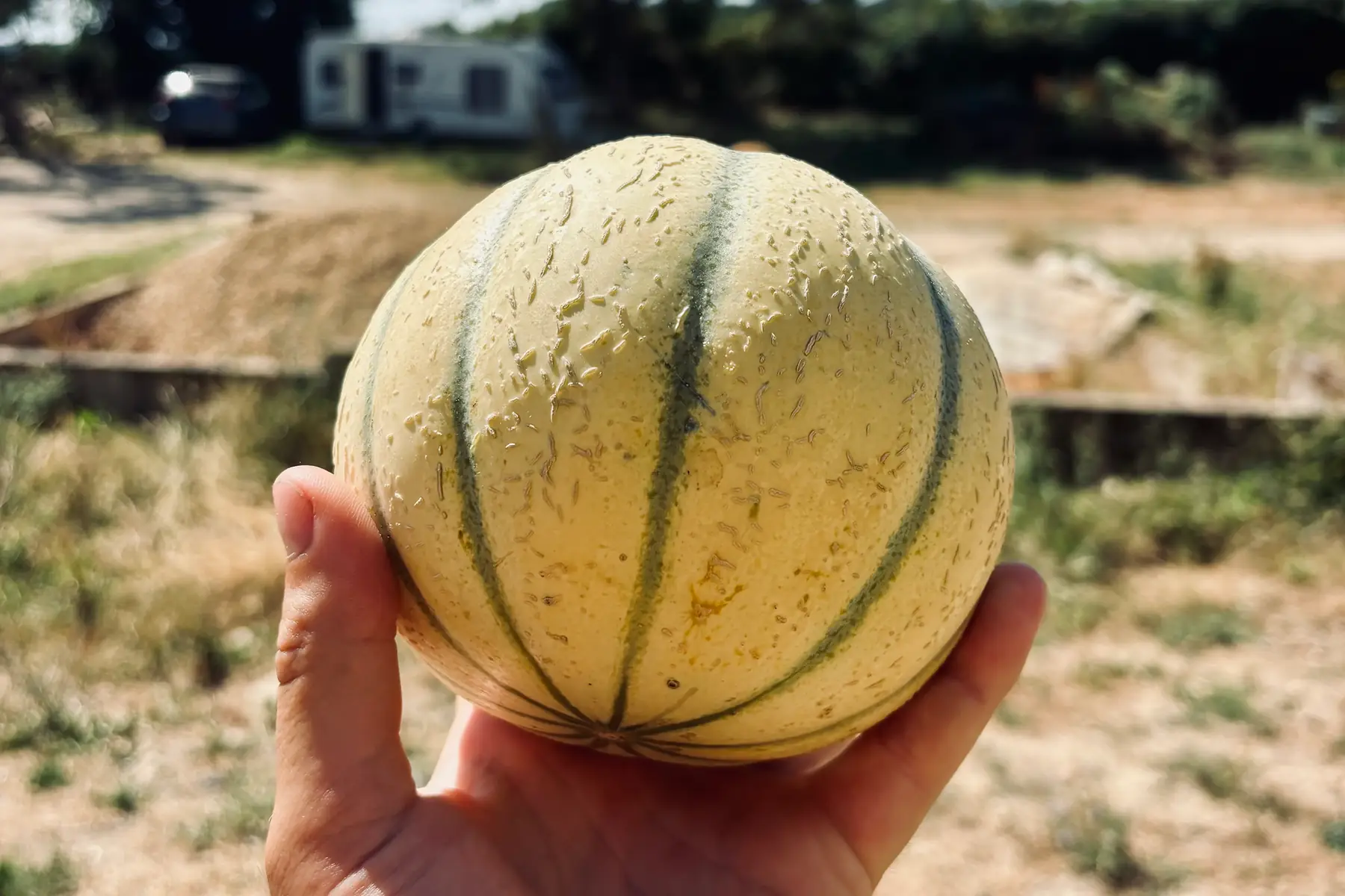 Melon