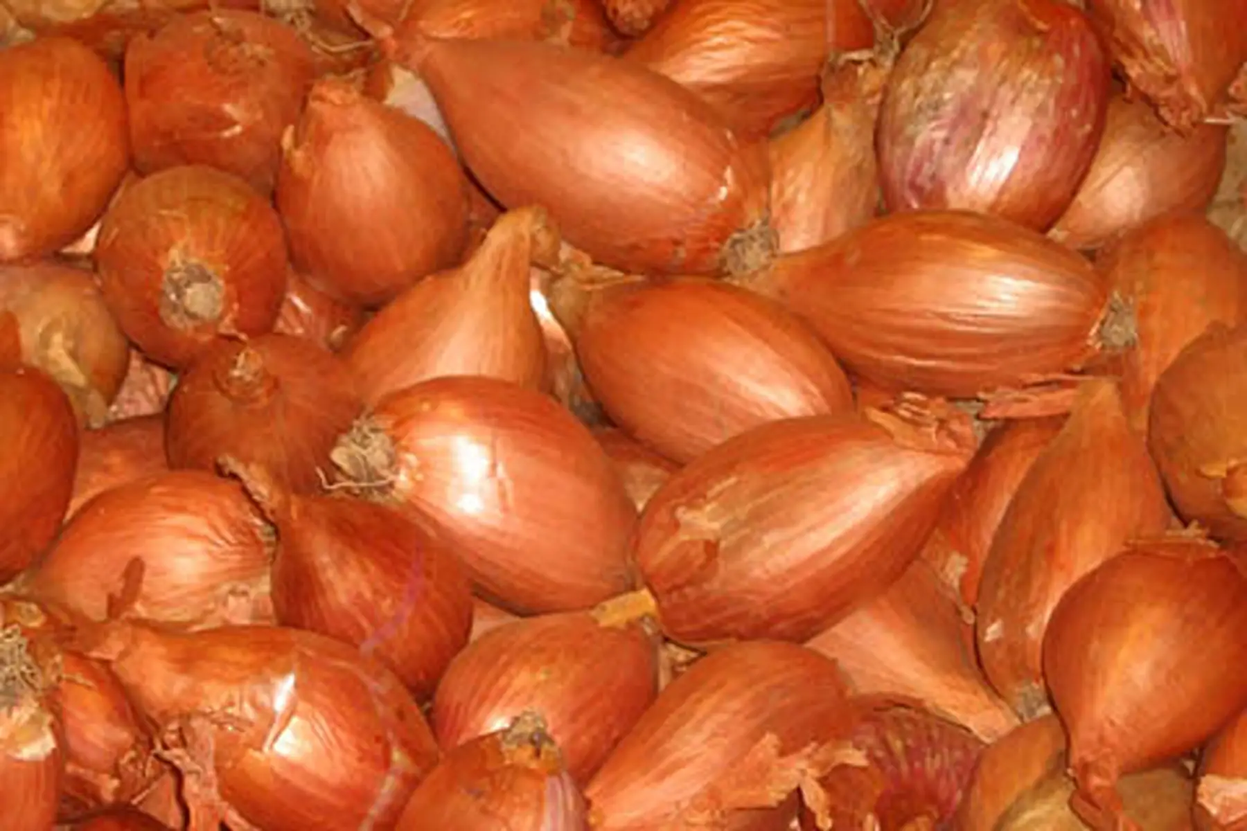 Échalotes nouvelles