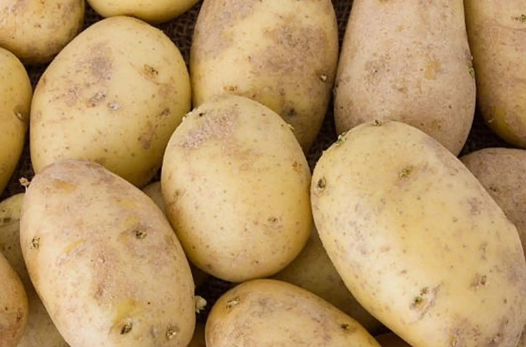 - Pommes de terre Bintje