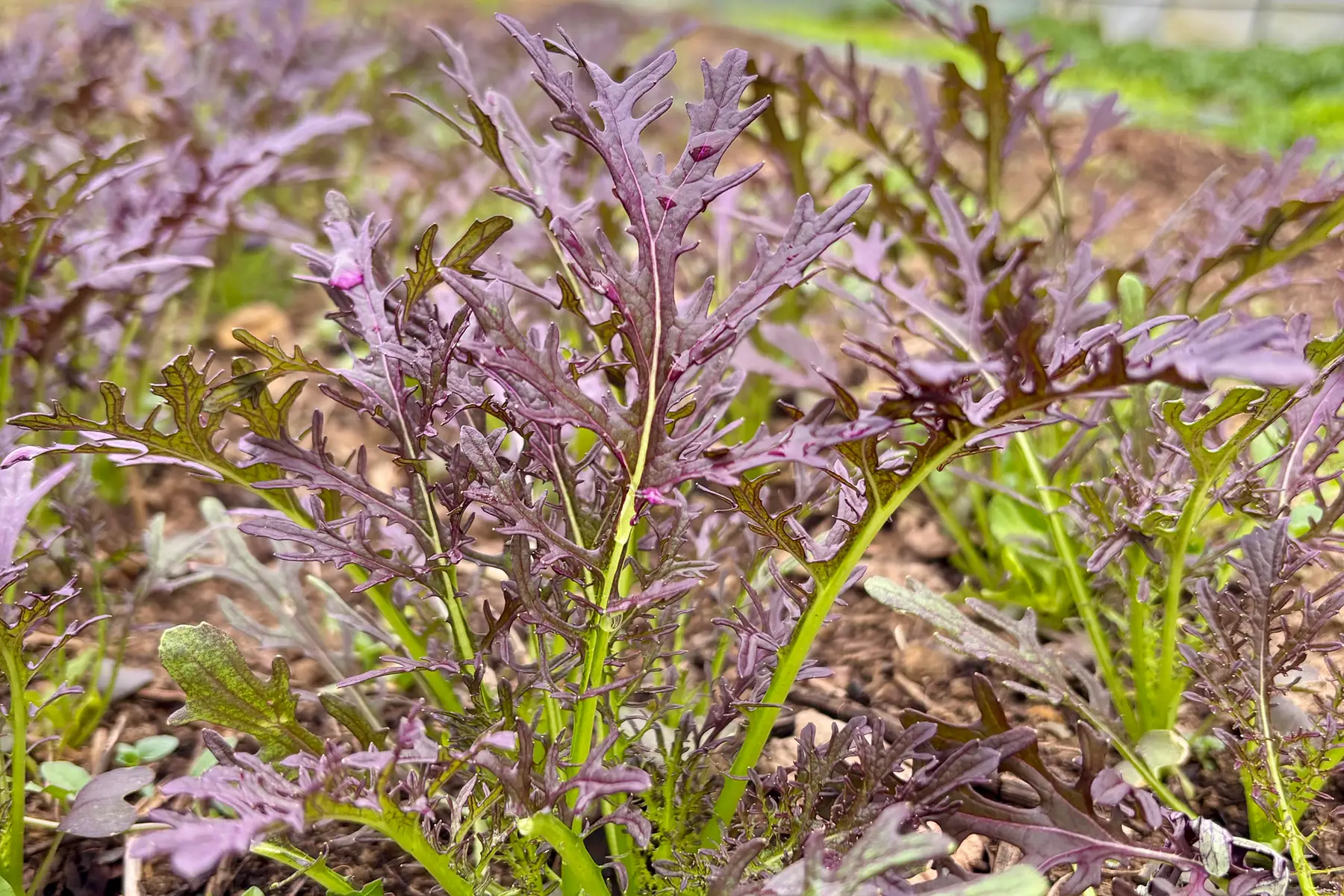 Mizuna