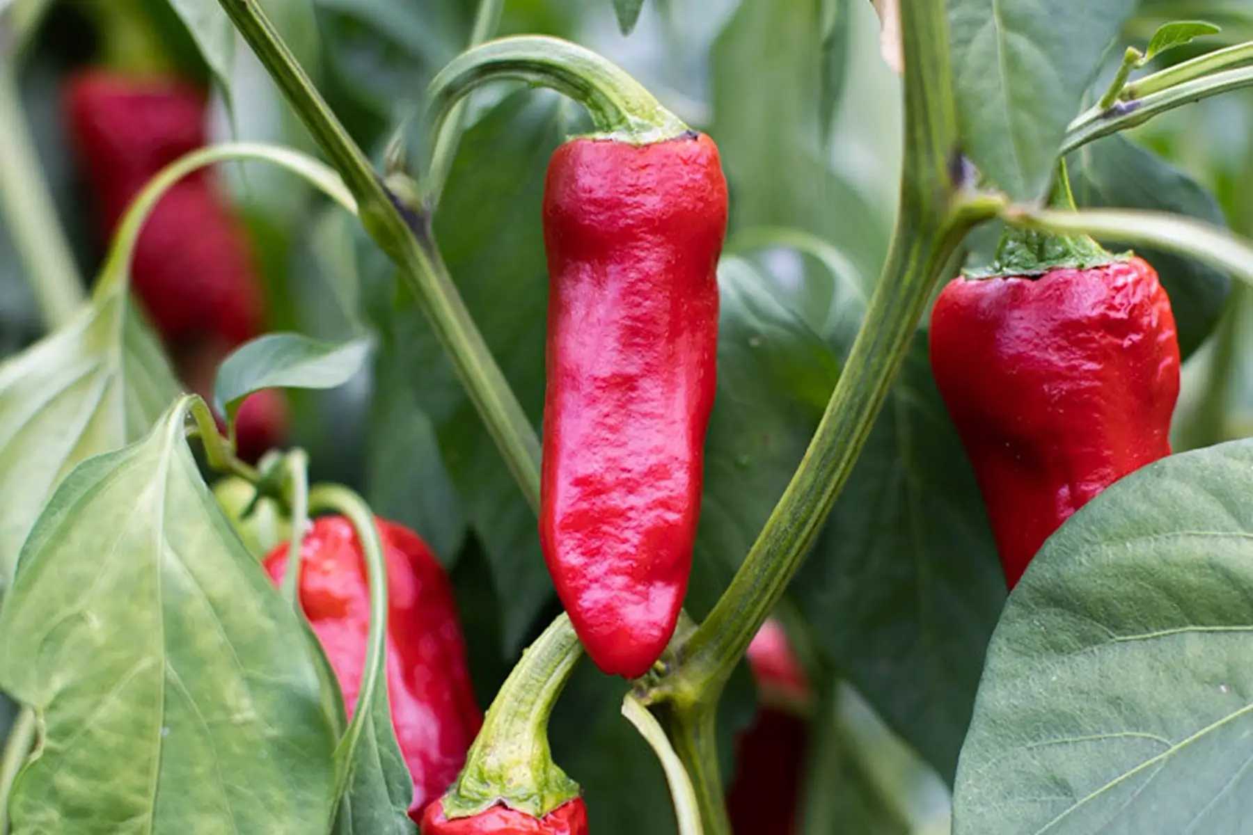 Piment Gorria (type Espelette)
