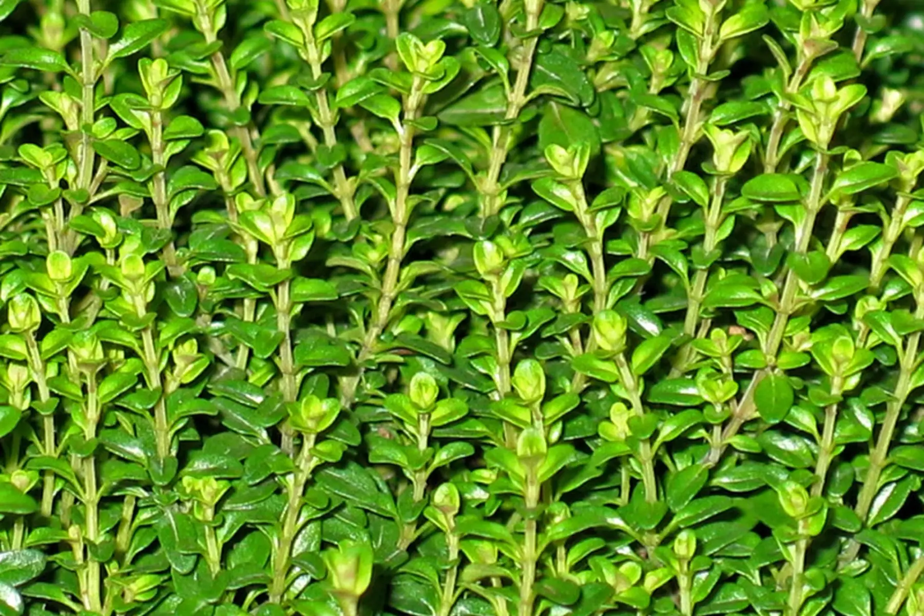 Thym citron
