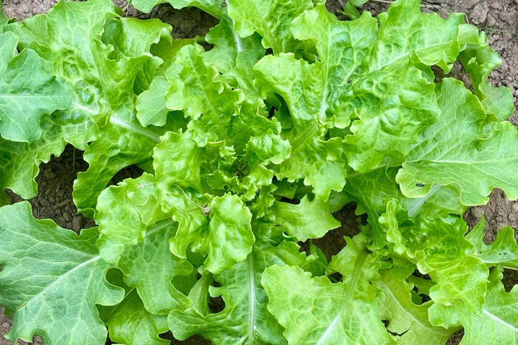 Laitue feuille de chene