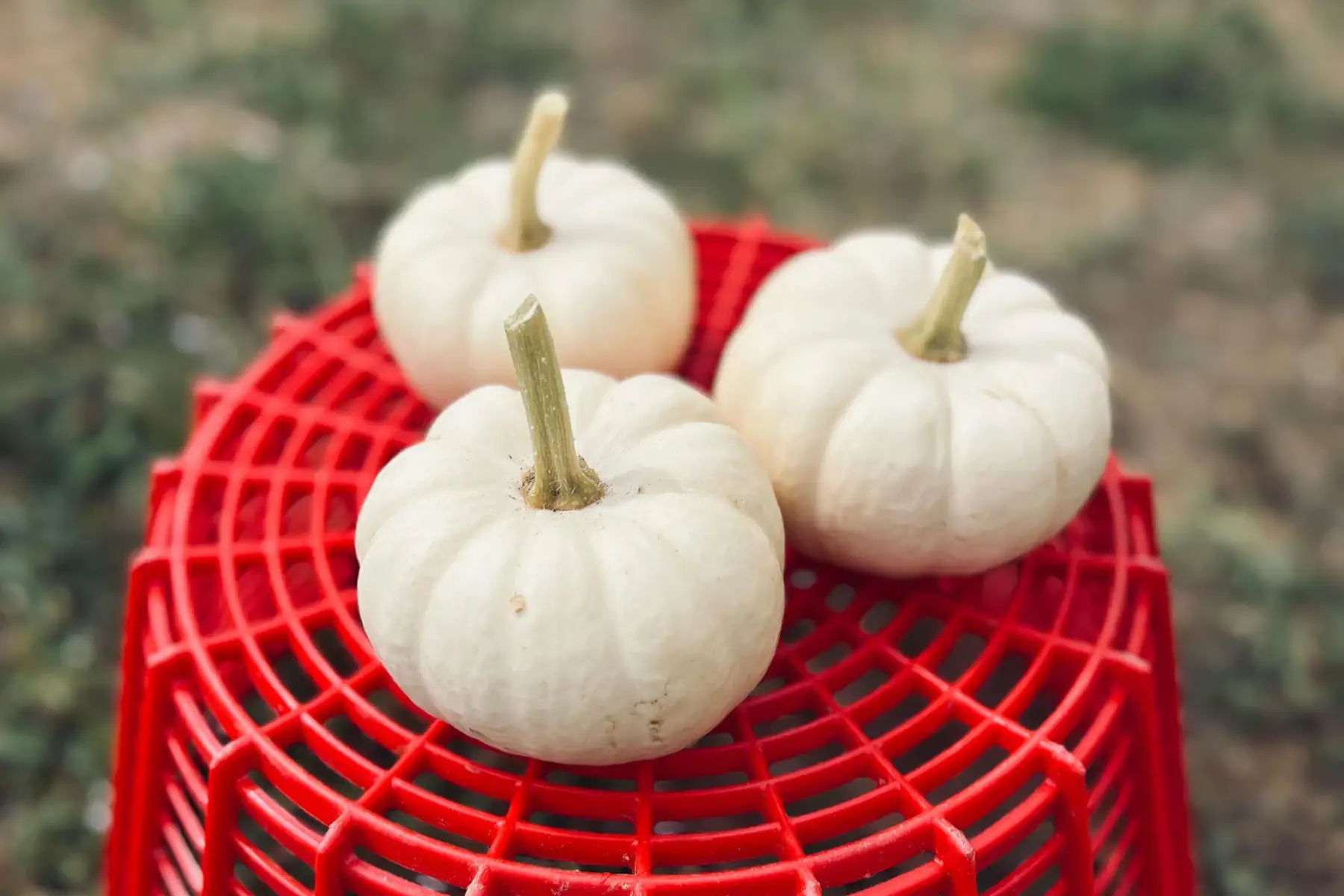 Mini courge Baby-Boo