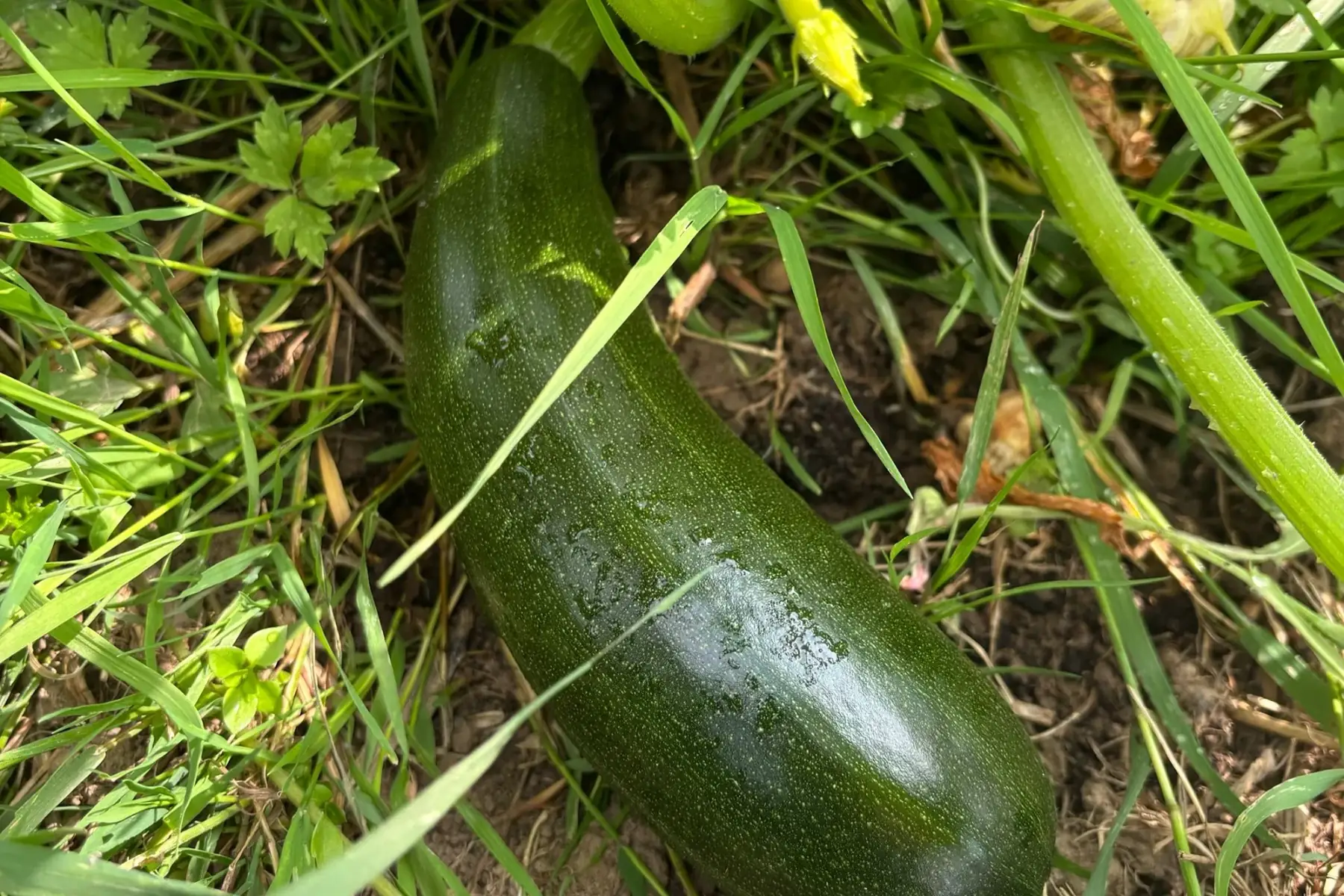Courgettes vertes