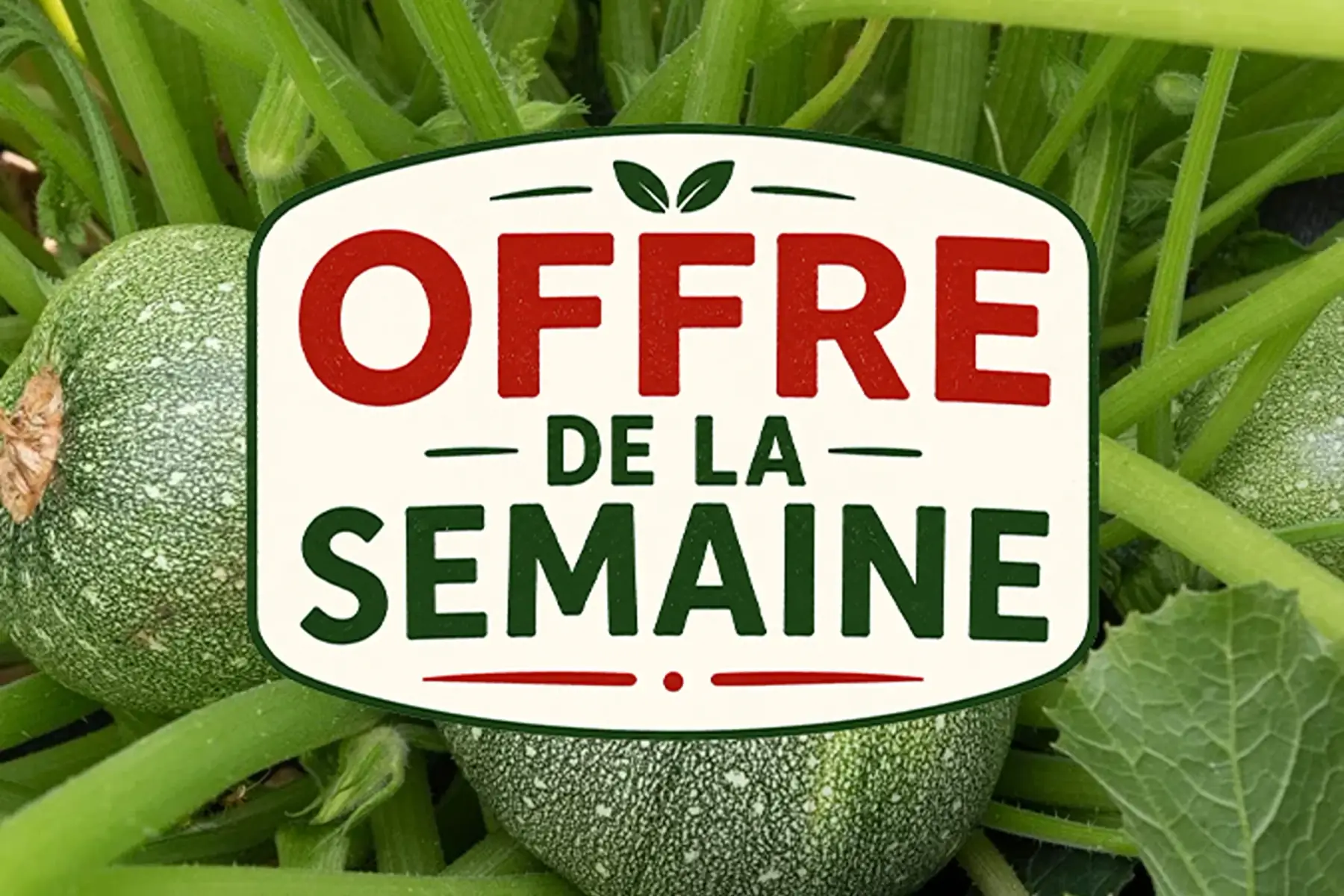 - Courgette Ronde