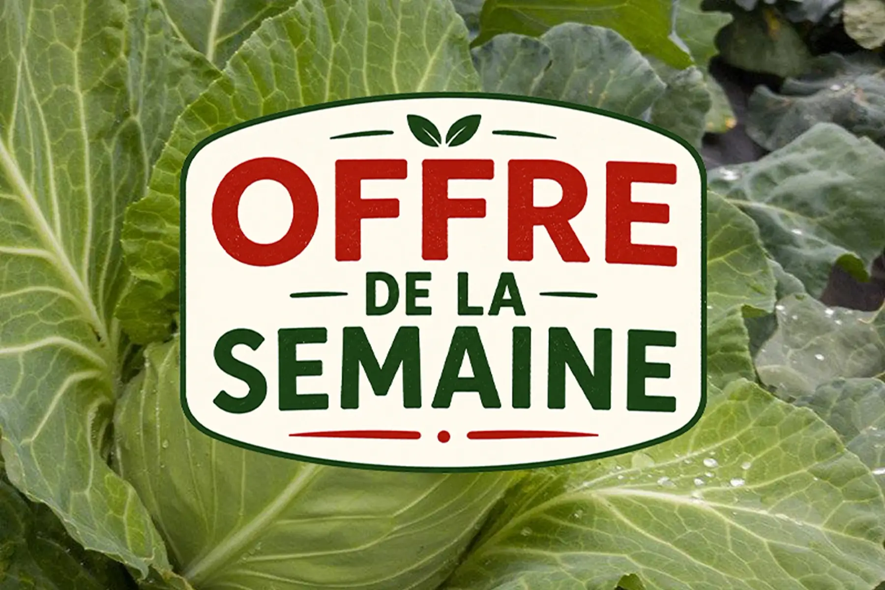 - Chou Pointu Cœur de Bœuf