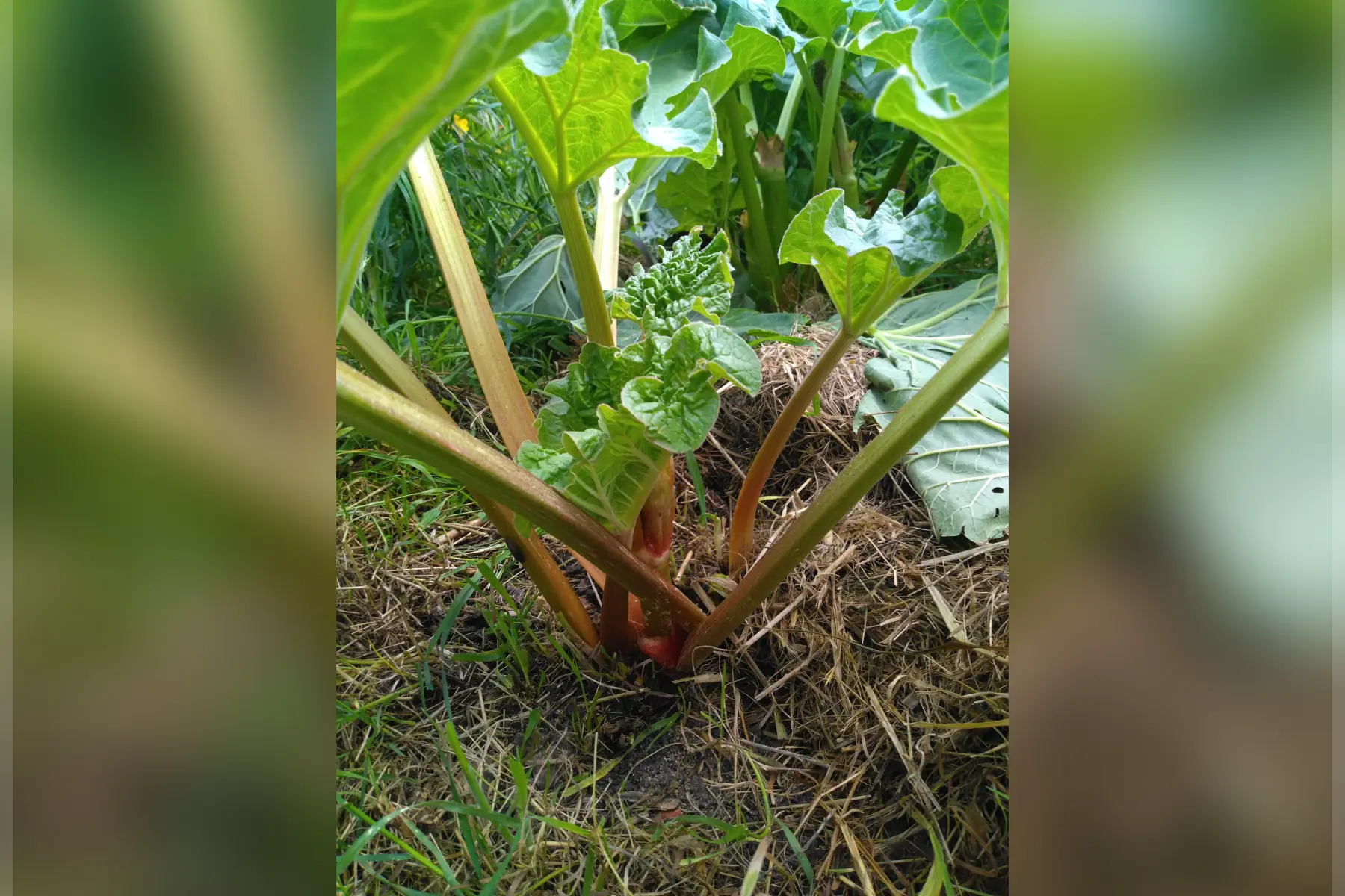 rhubarbe