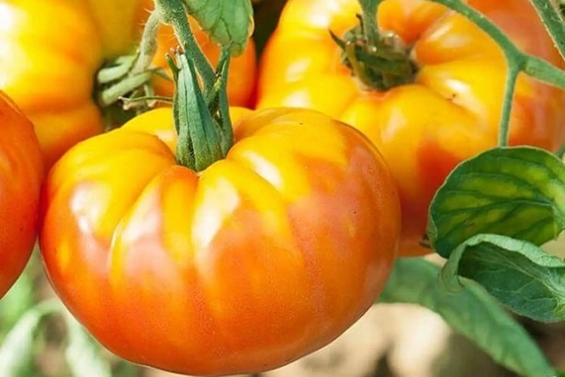 Tomate ananas
